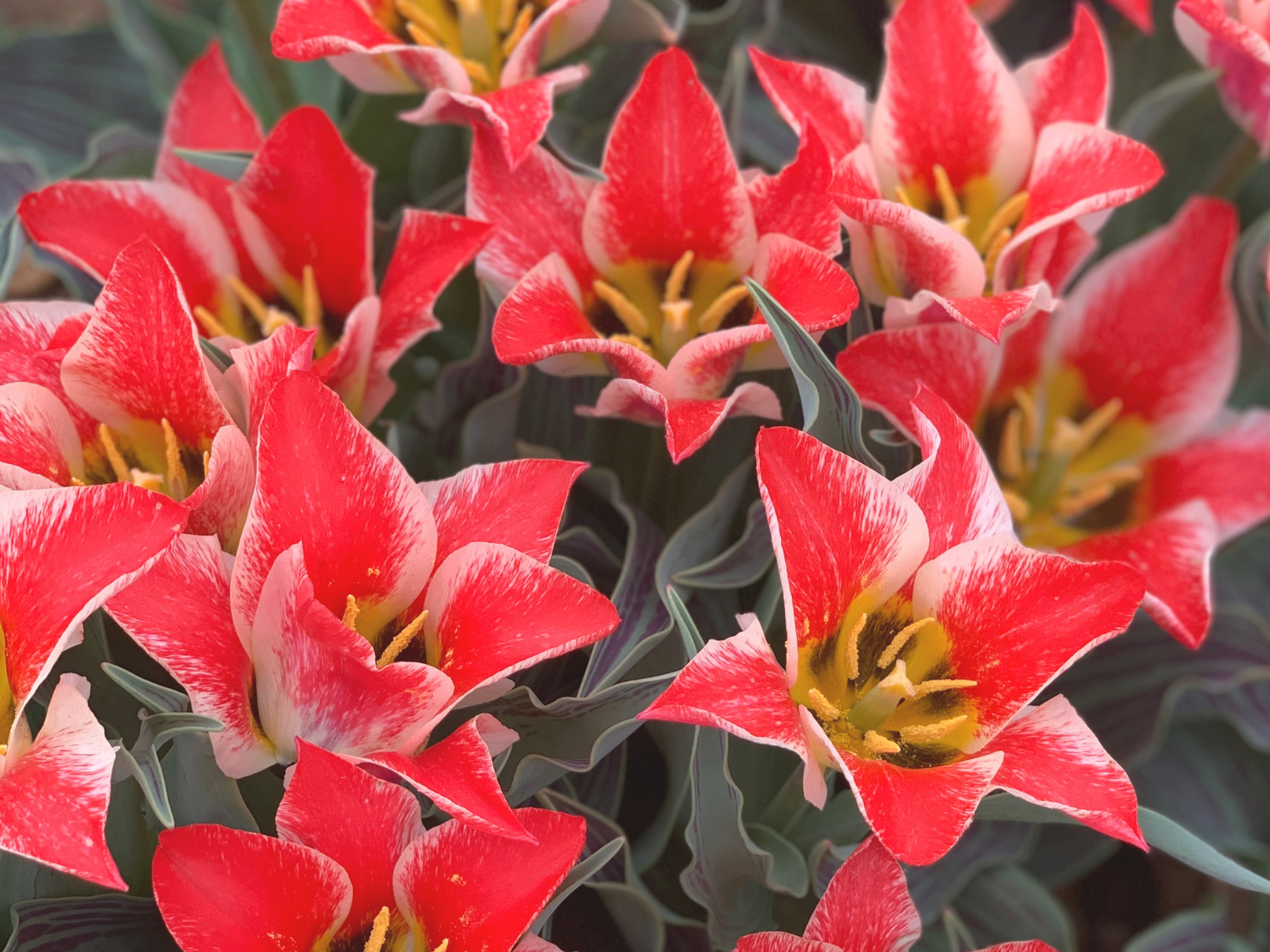 Tulip 4.png