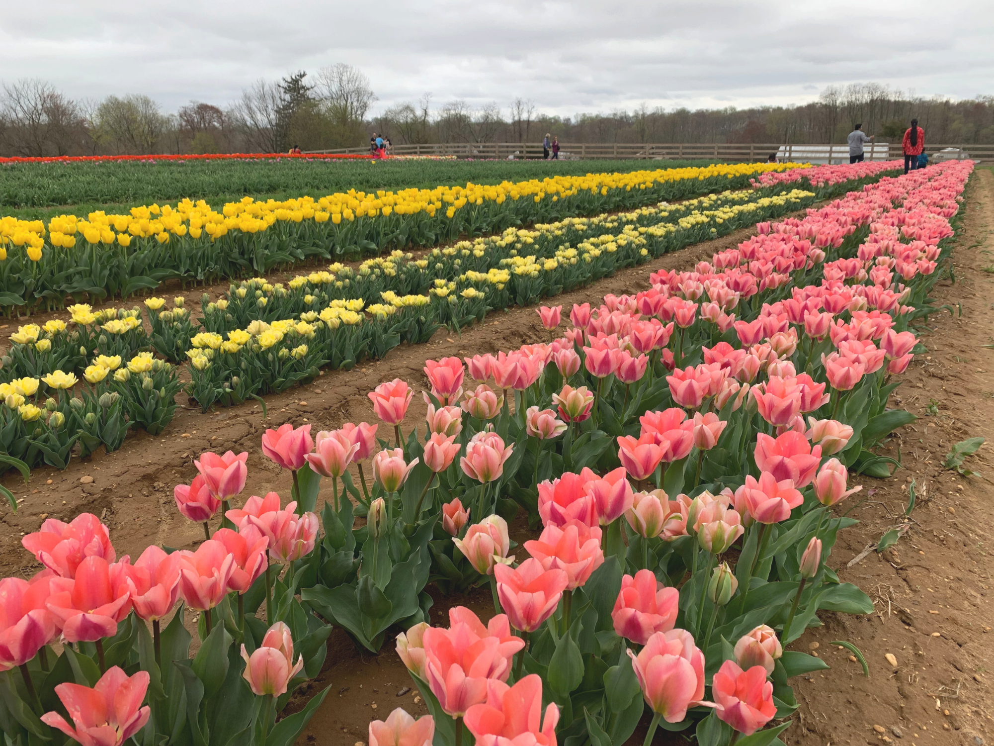 Tulip 39.png