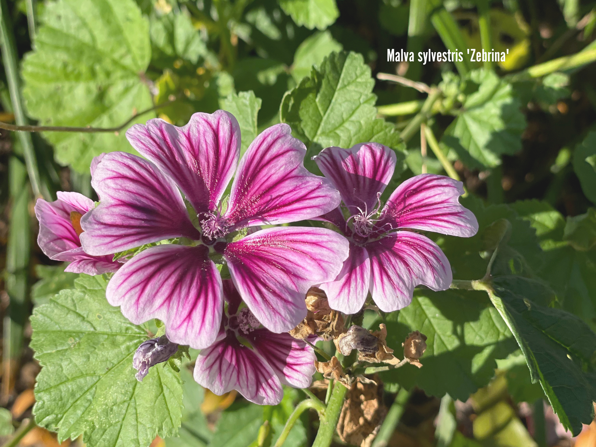 Malva sylvestris 'Zebrina'.png