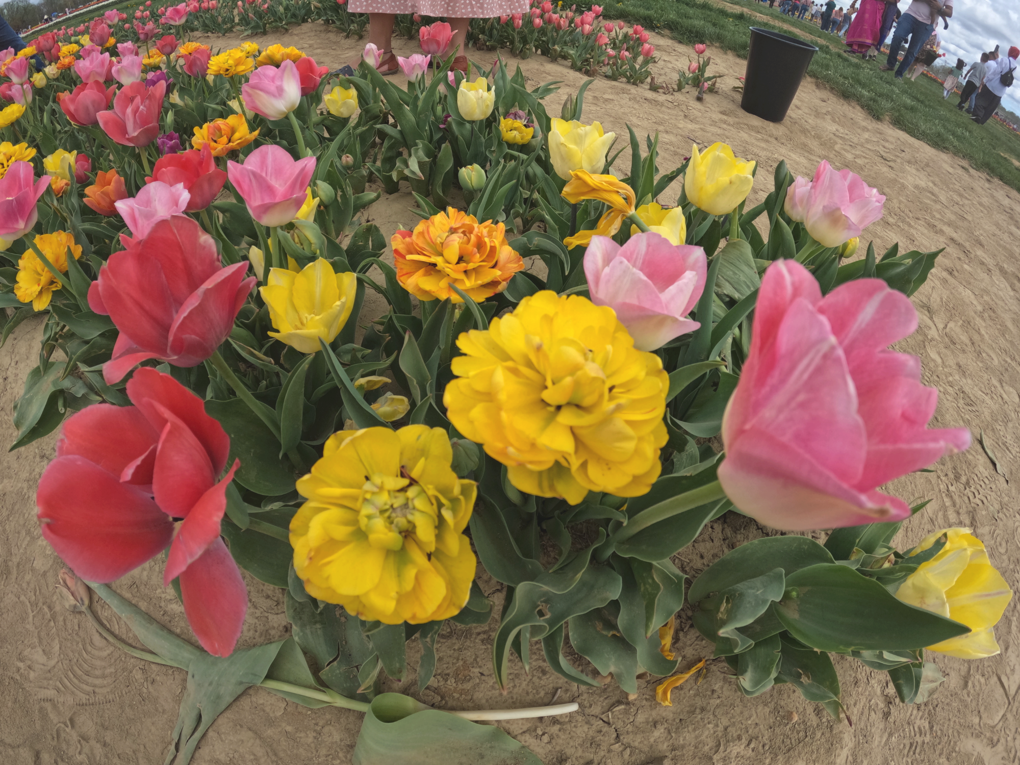 Tulip 28.png