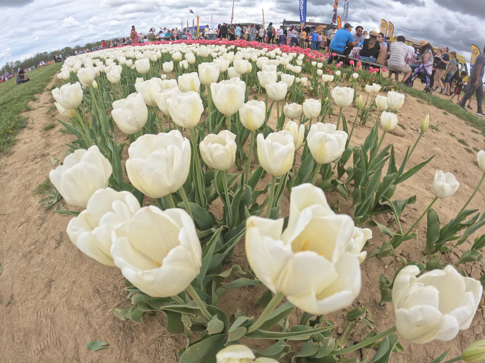 Tulip 17.png