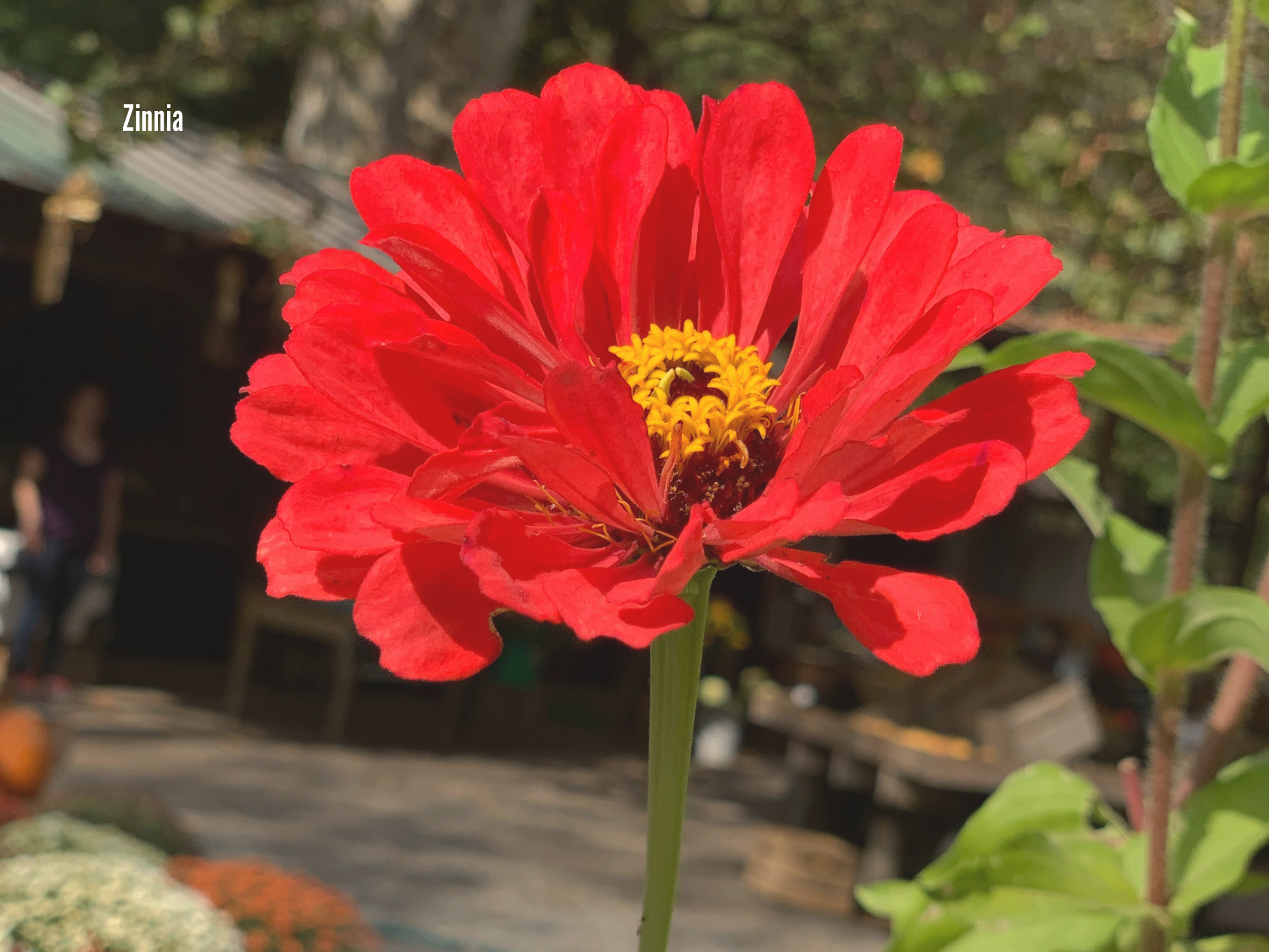 Zinnia.png