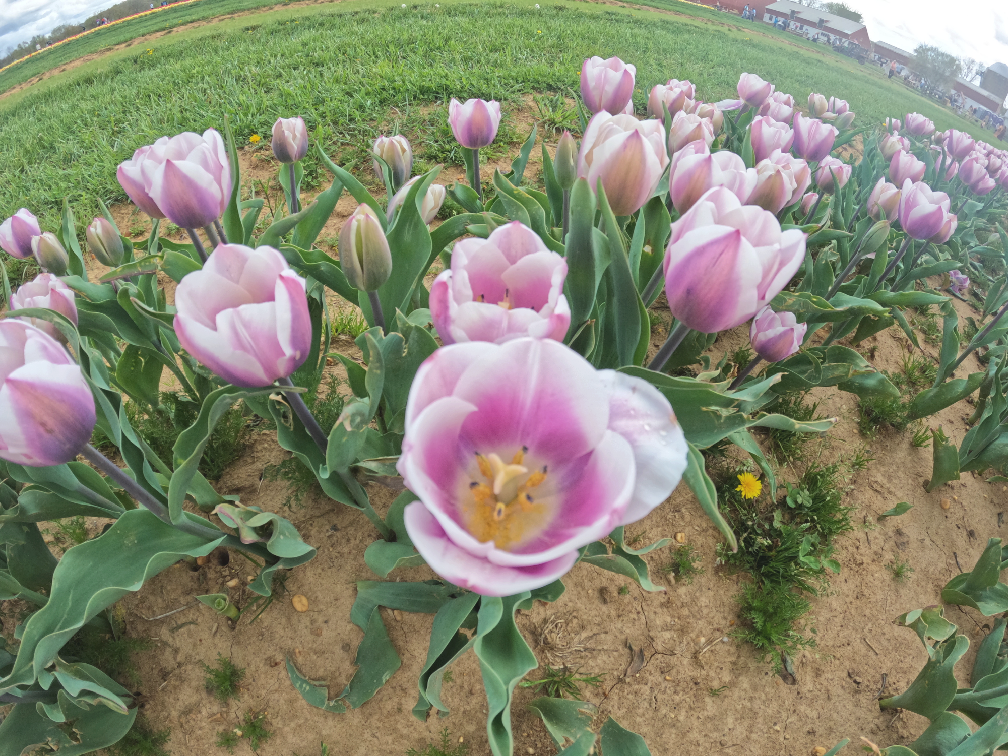 Tulip 14.png