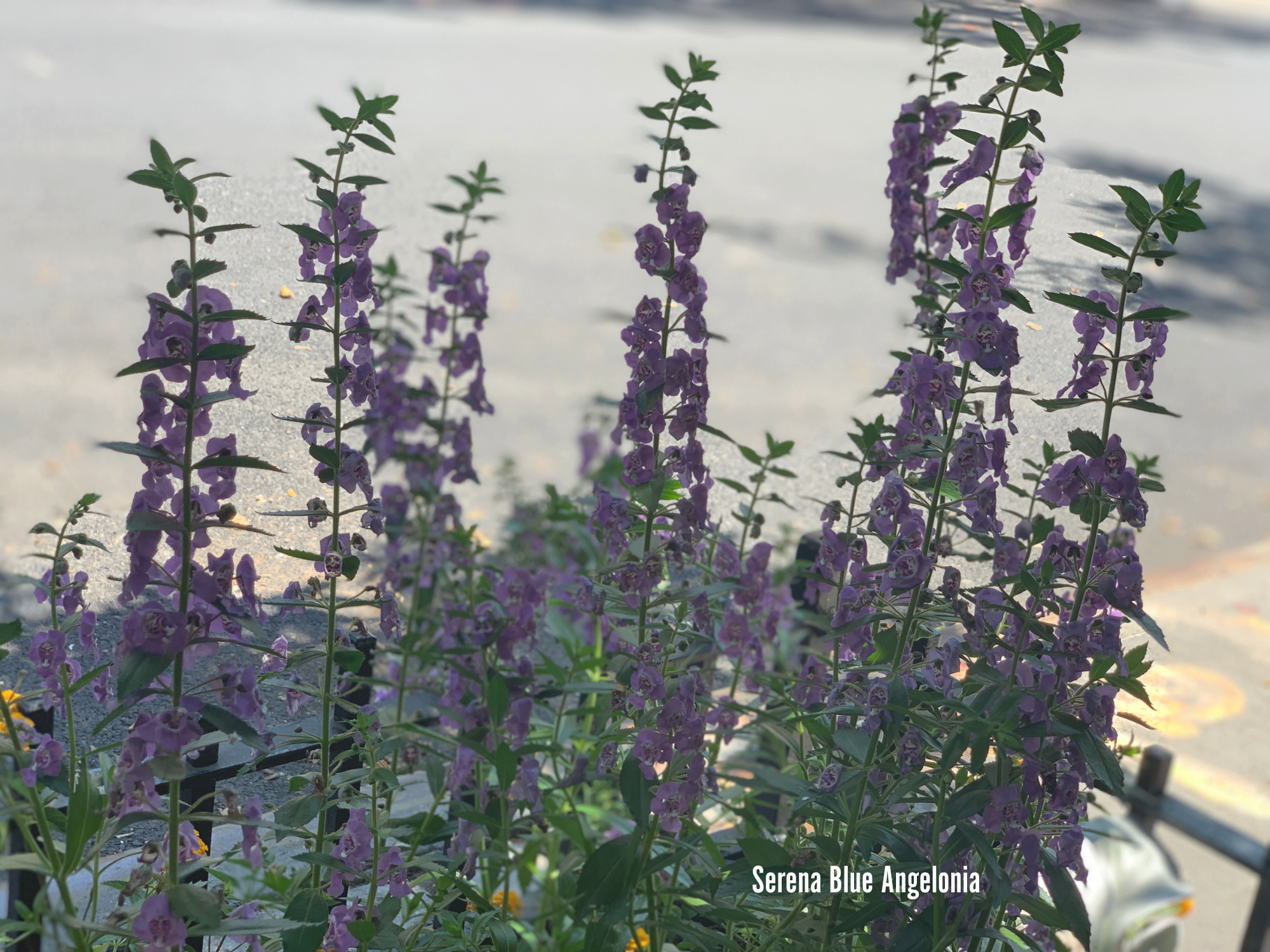 Serena® Blue Angelonia.png