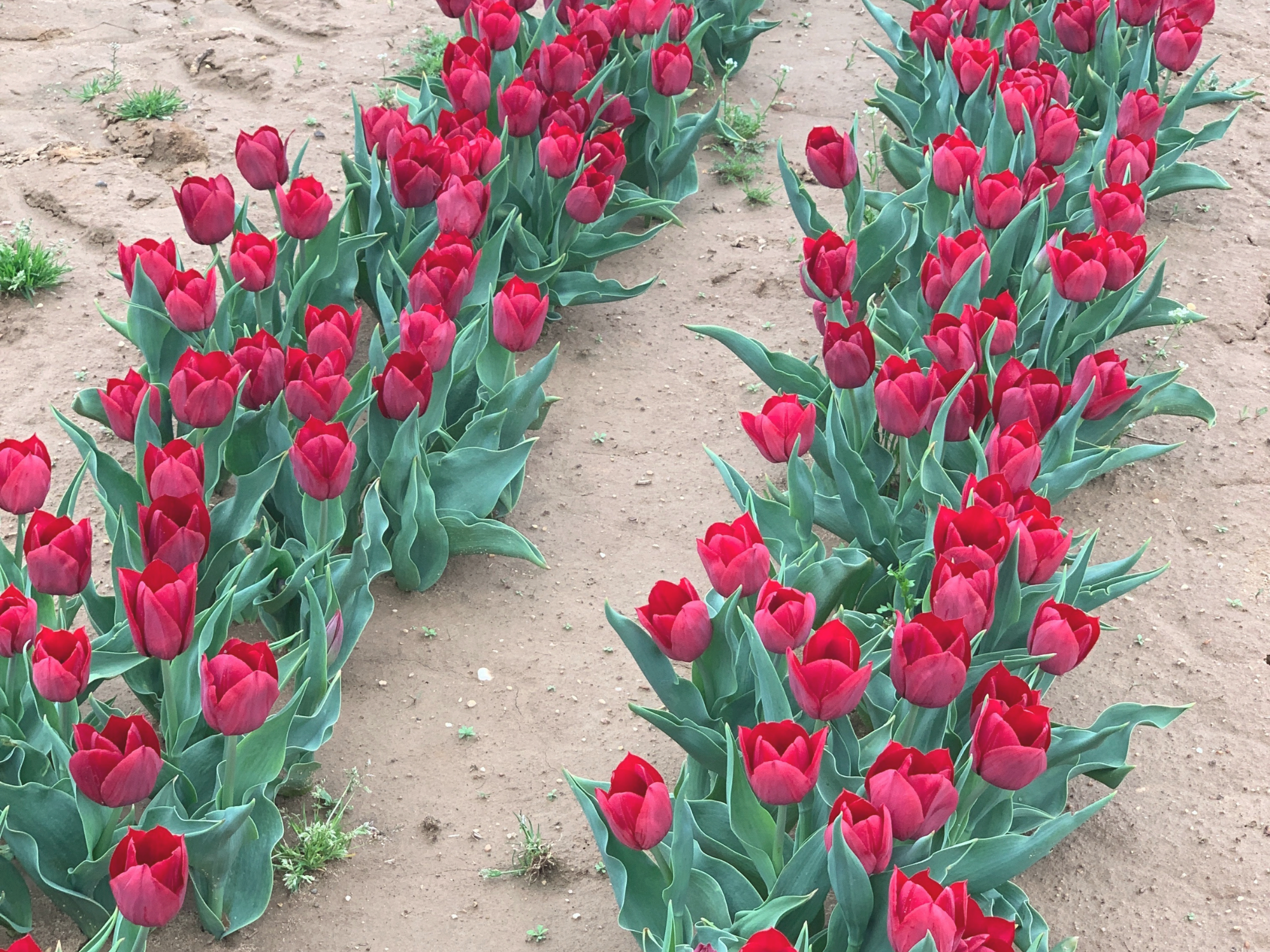 Tulip 30.png