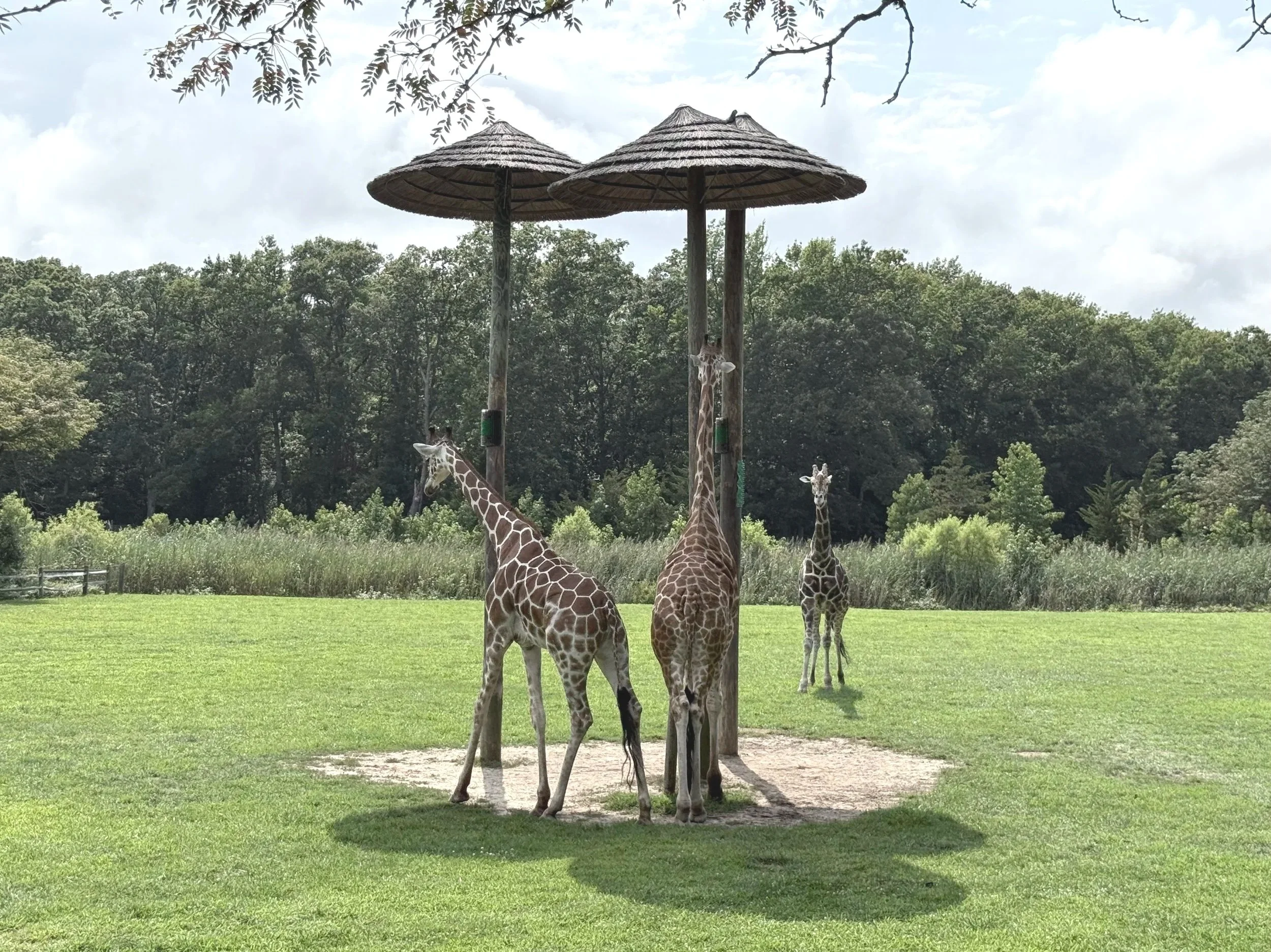 Cape May Zoo: A Fun Family Getaway Beyond the Beach