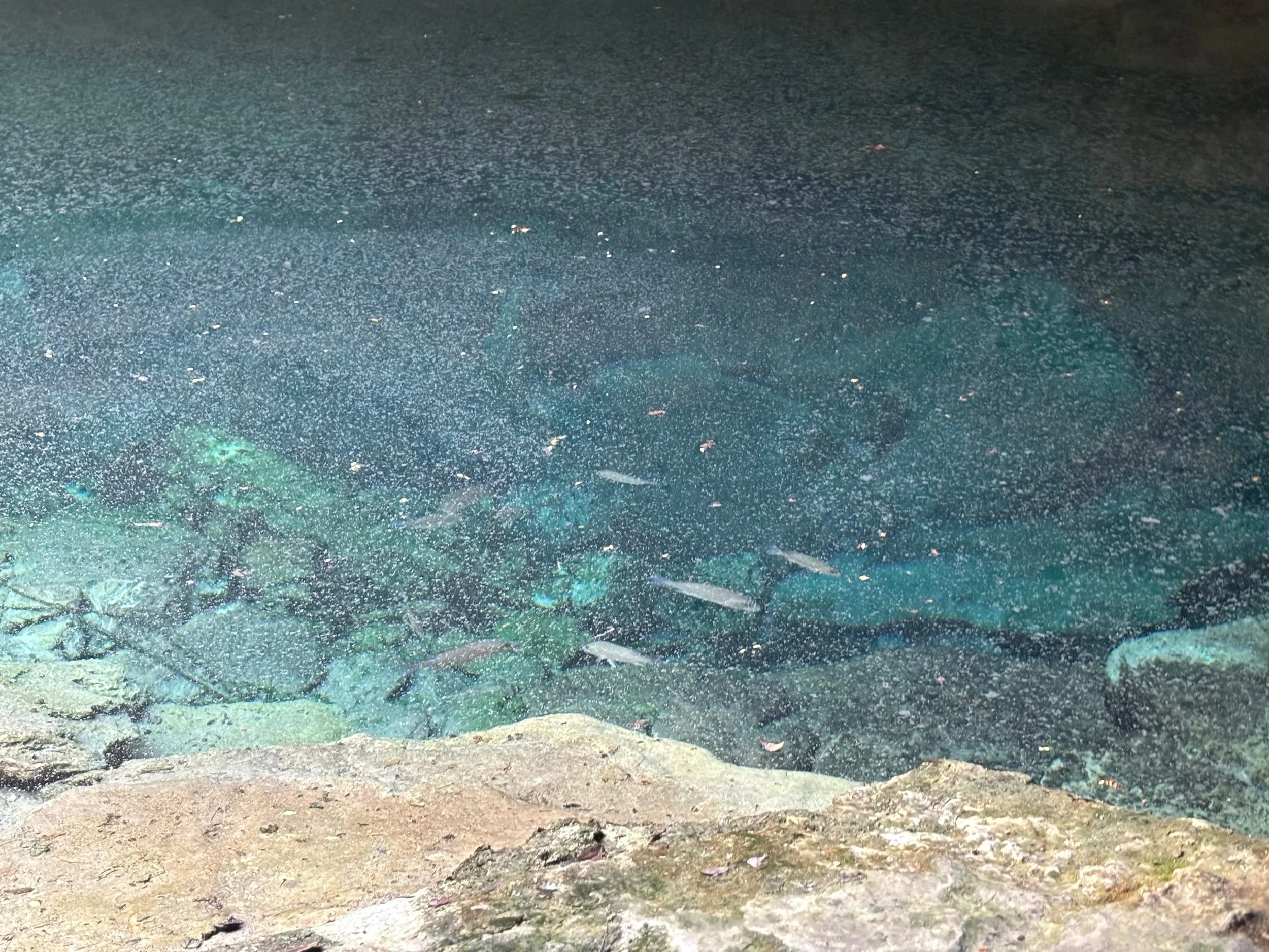 IMG_9818.jpg