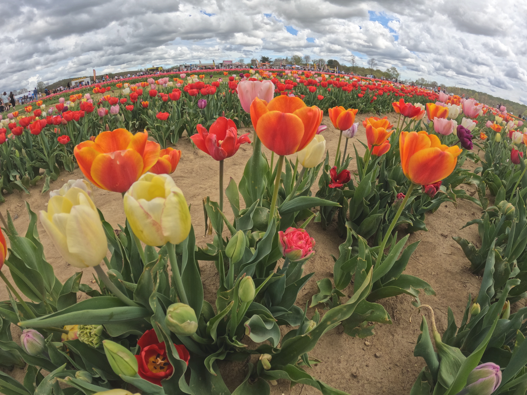 Tulip 21.png