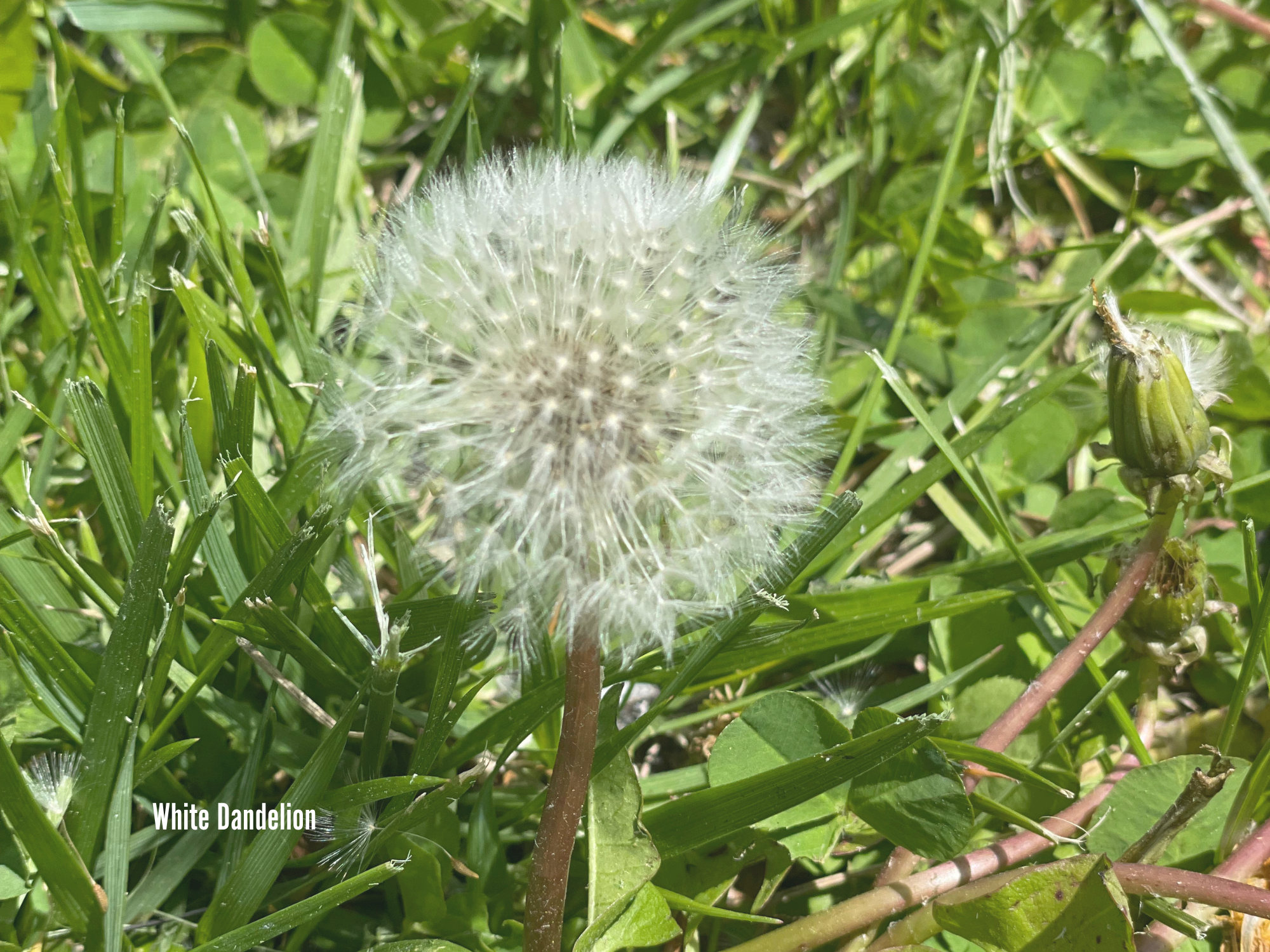 White Dandelion.png