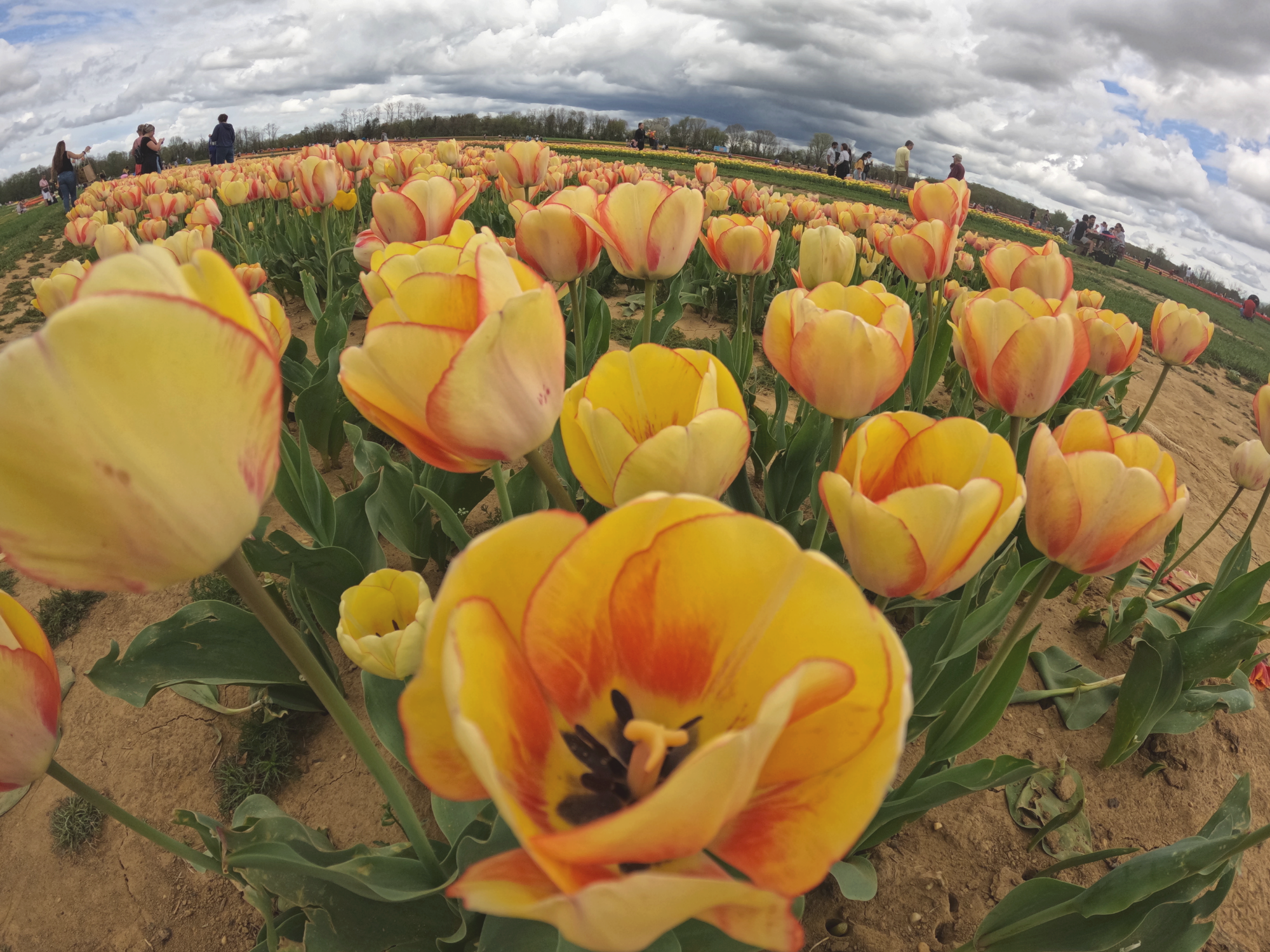 Tulip 16.png