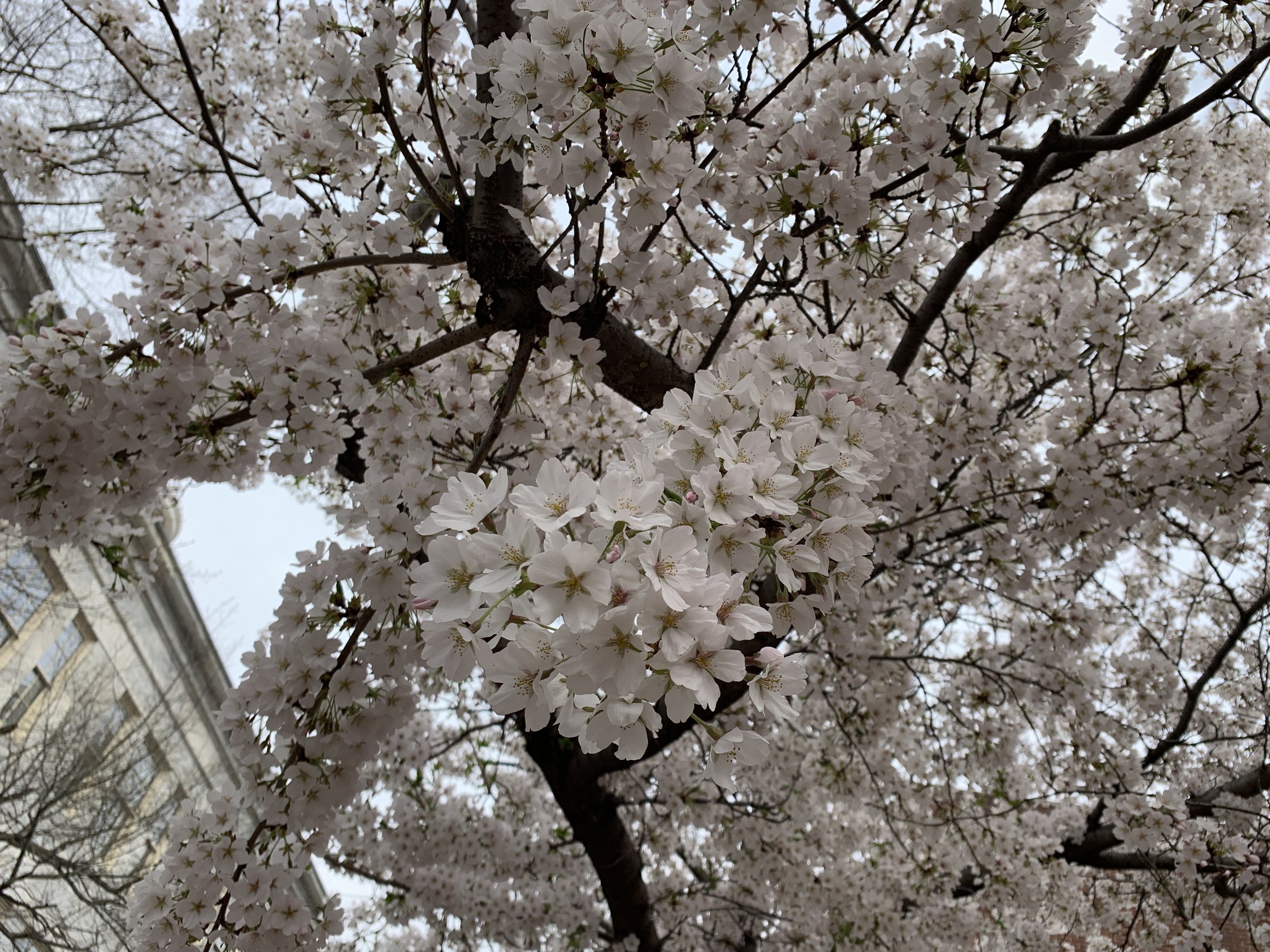IMG_3822.jpeg