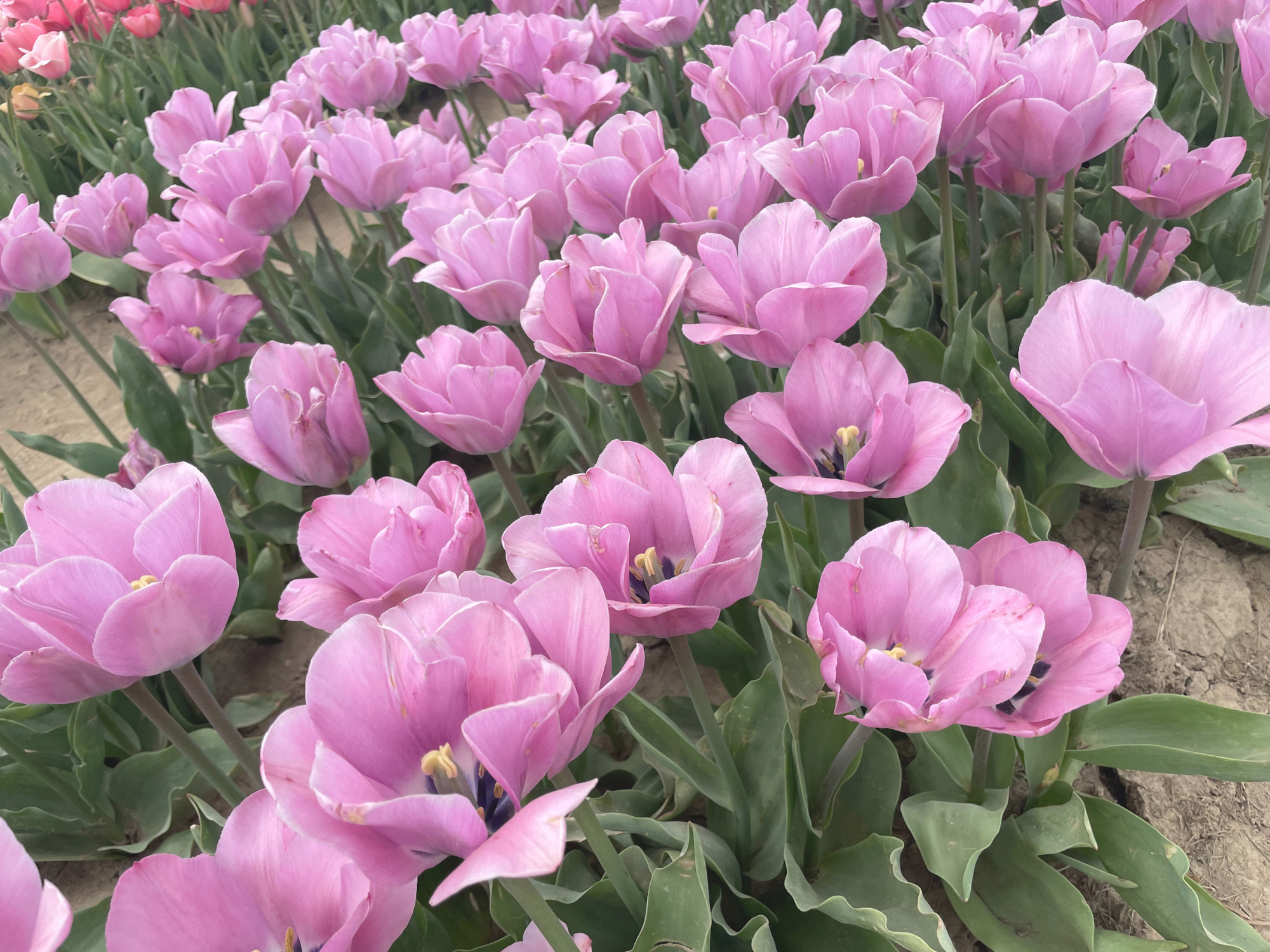 Tulip 11.png