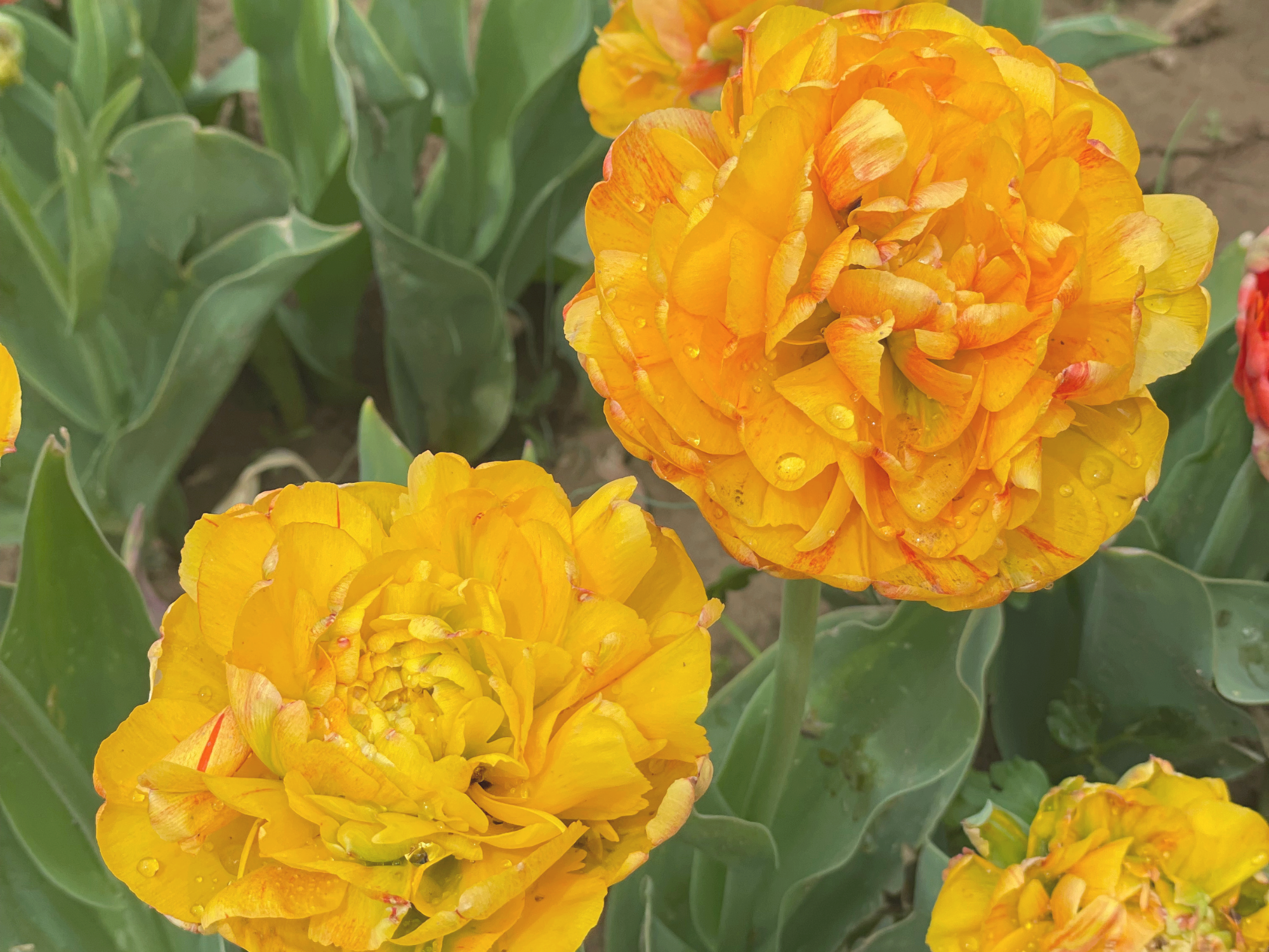 Tulip 9.png