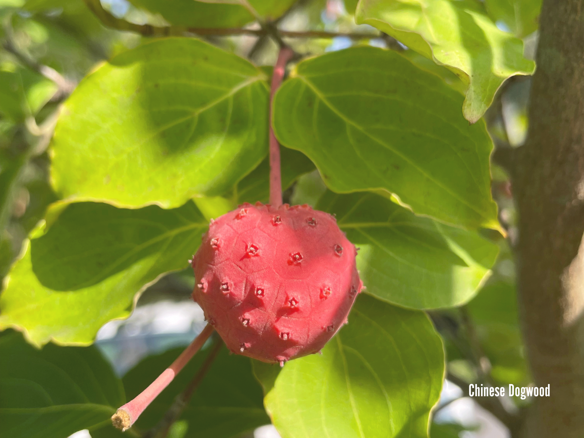 Chinese Dogwood 2.png