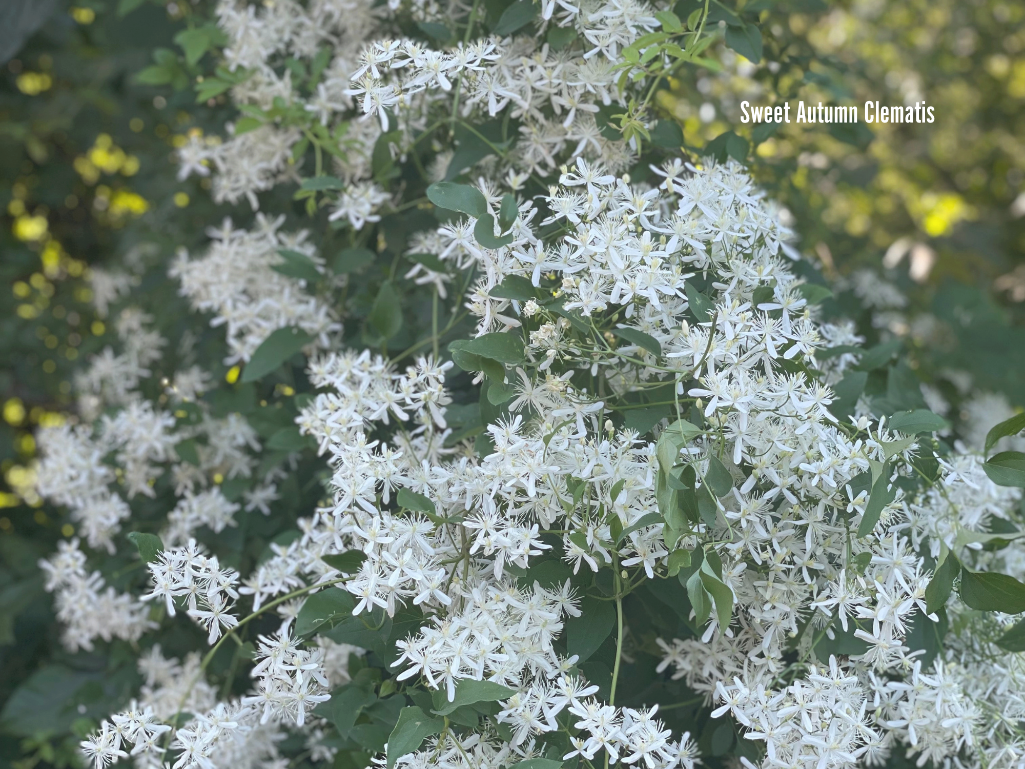 Sweet Autumn Clematis.png