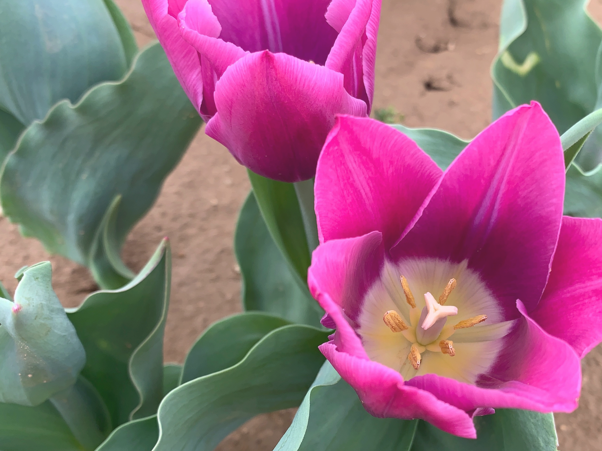 Tulip 6.png