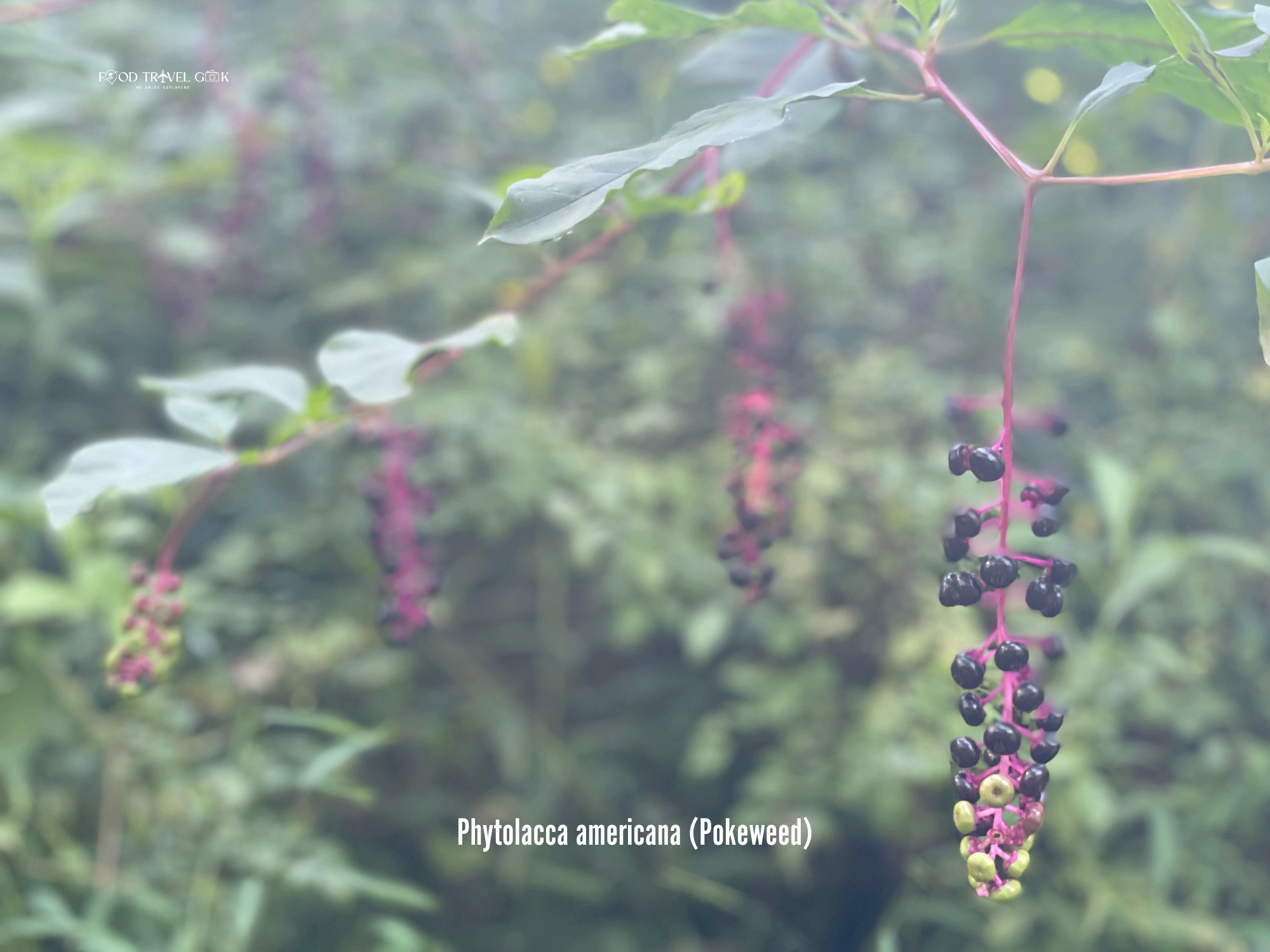 Phytolacca americana (Pokeweed).png