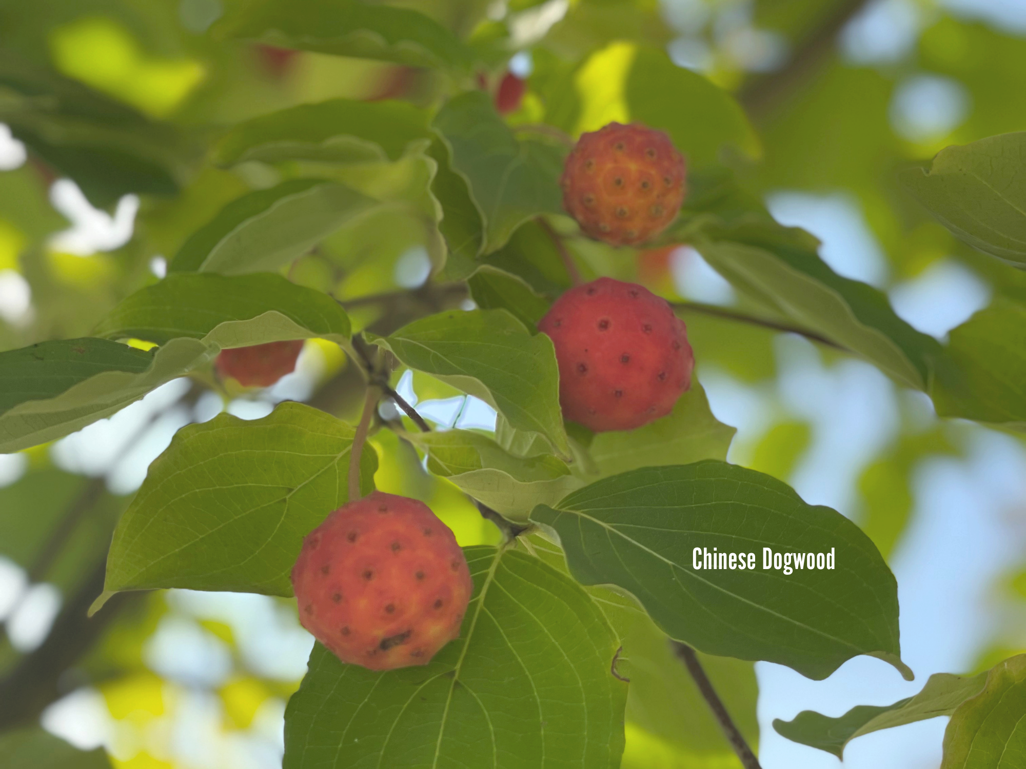 Chinese Dogwood 3.png
