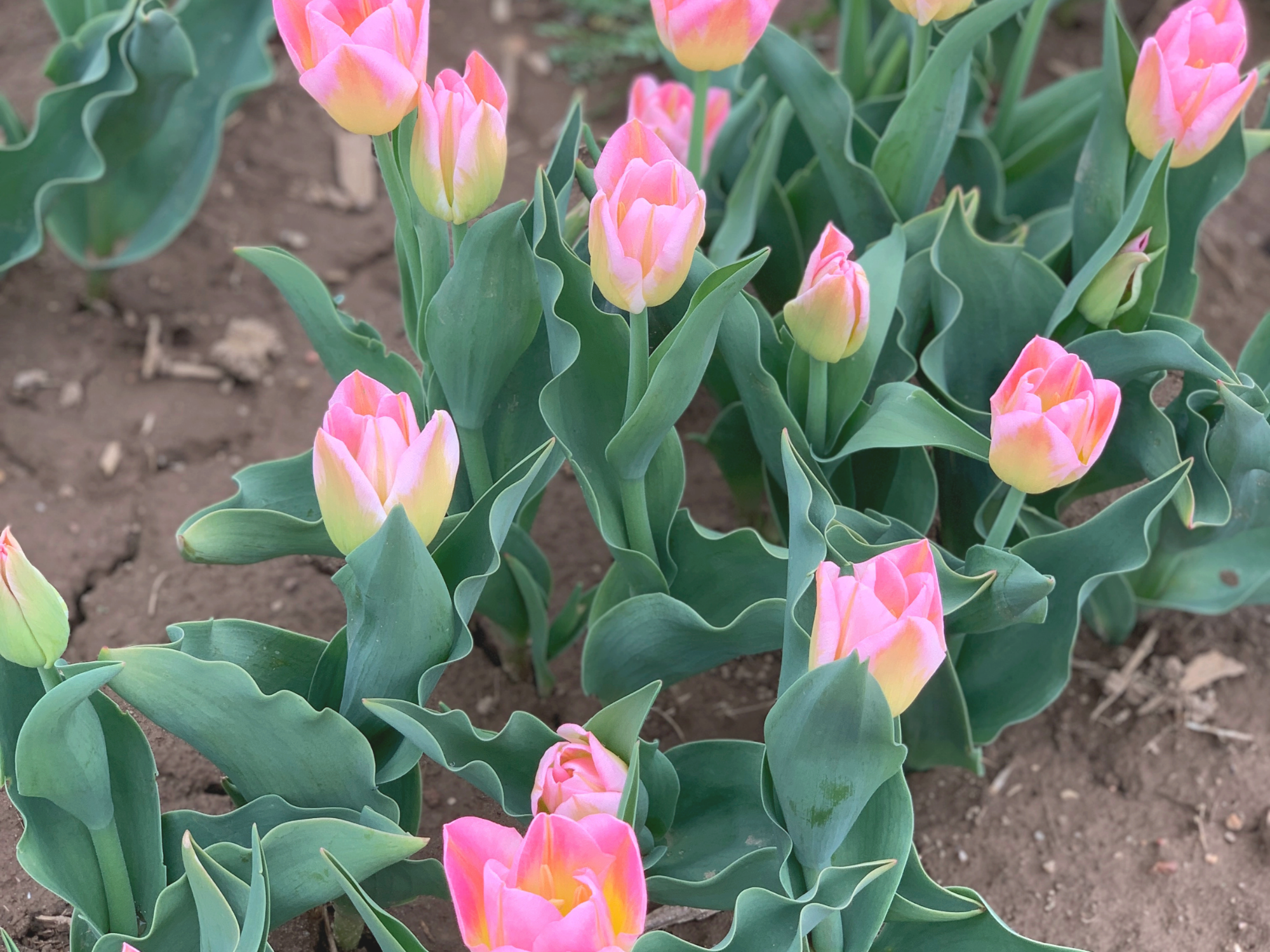Tulip 29.png