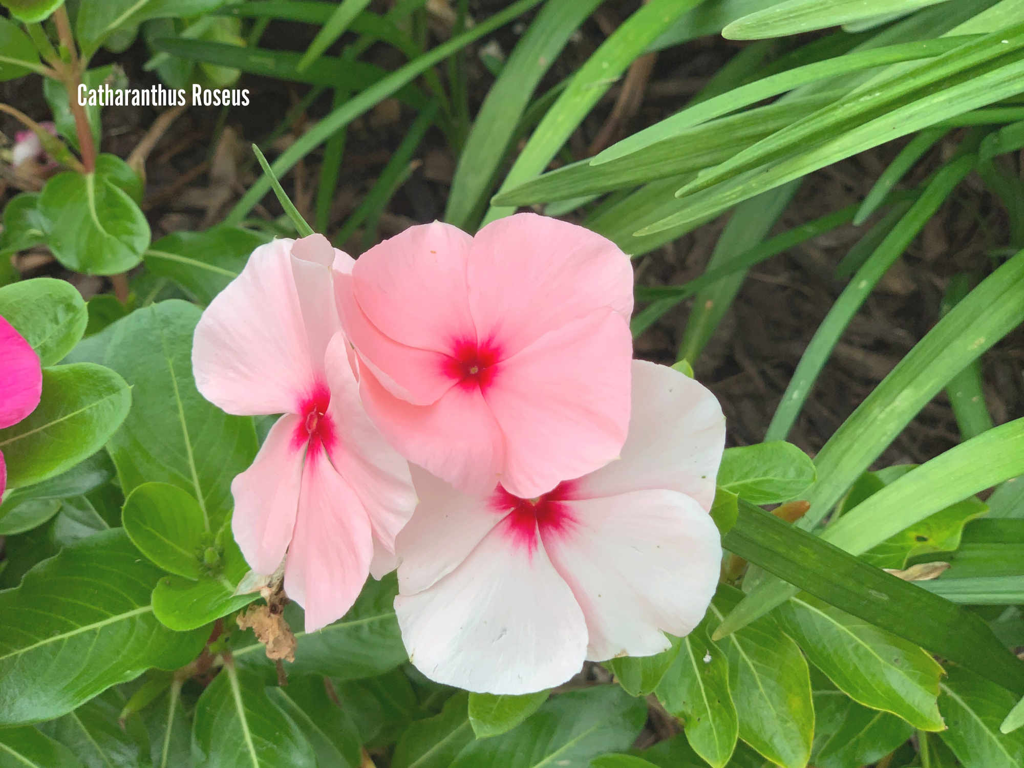 Catharanthus Roseus.png