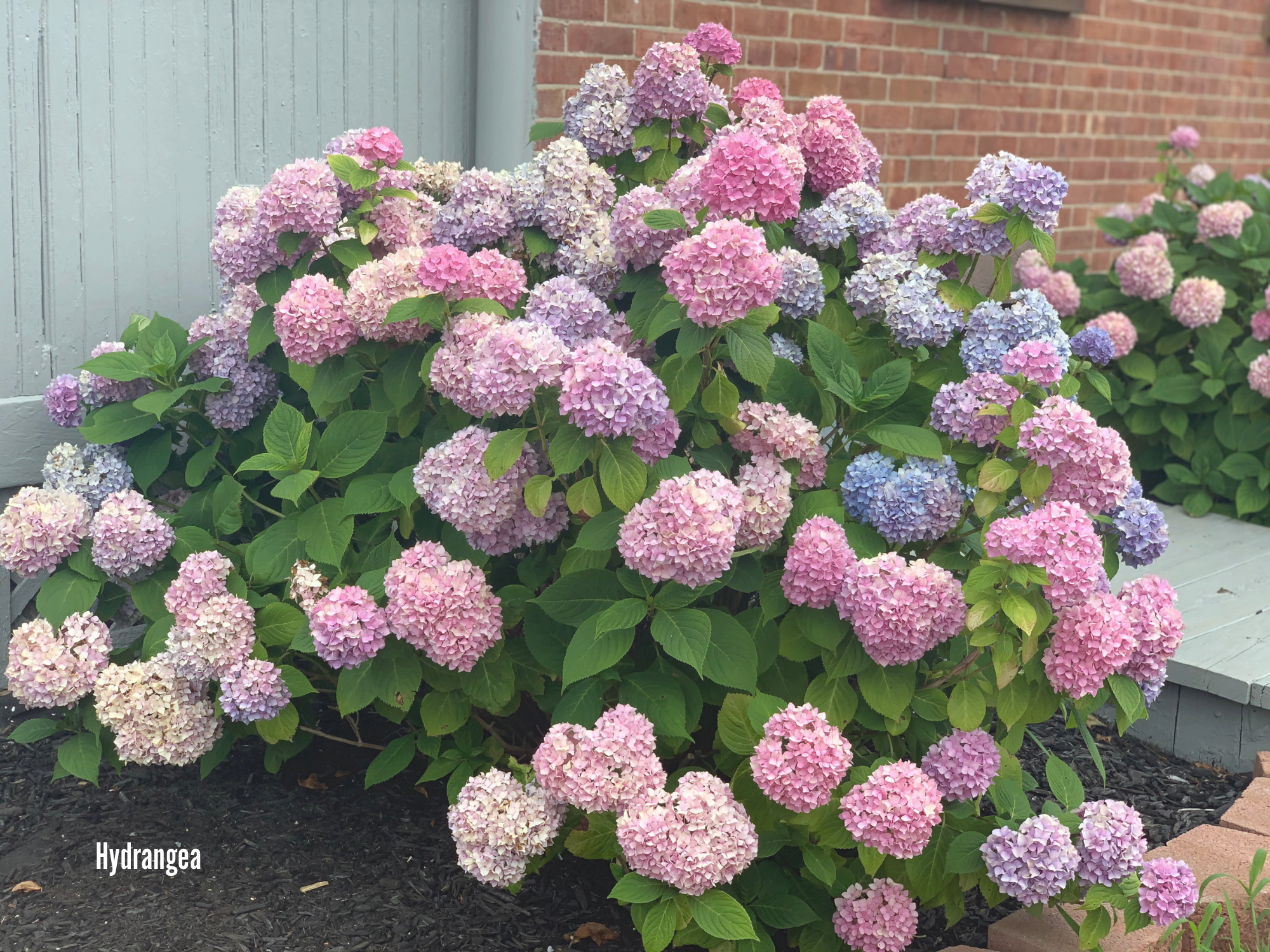 Hydrangea 2.png