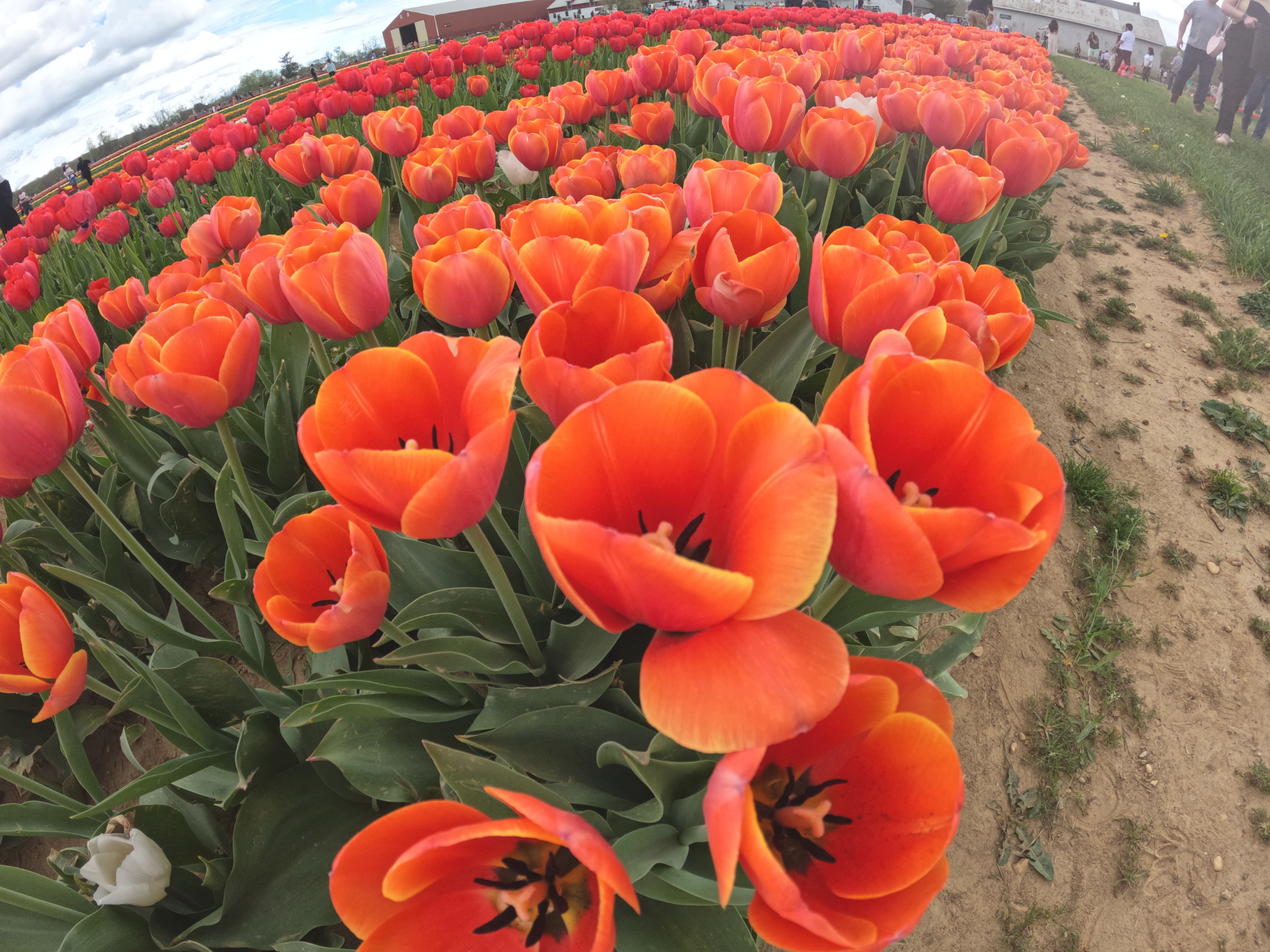 Tulip 15.png