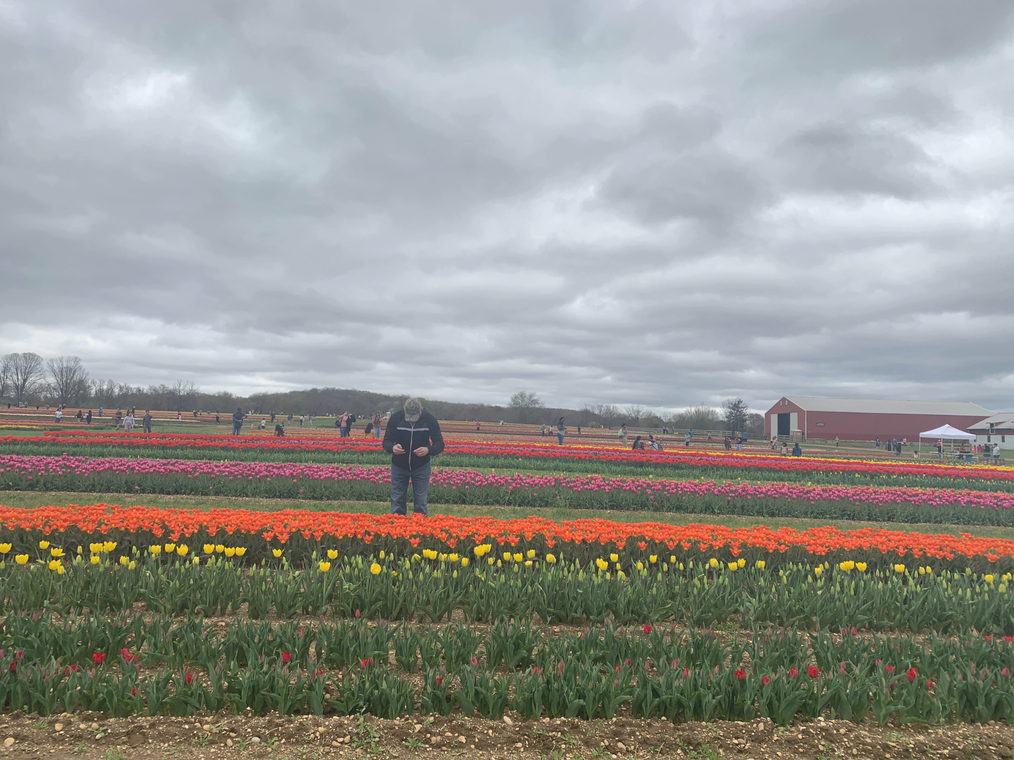 Tulip 34.png