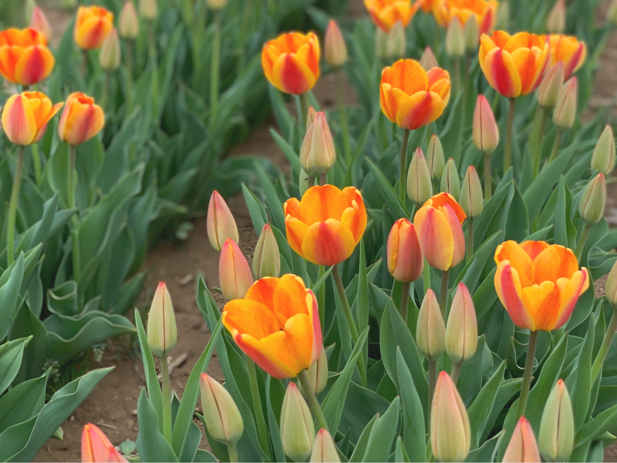 Tulip 40.png