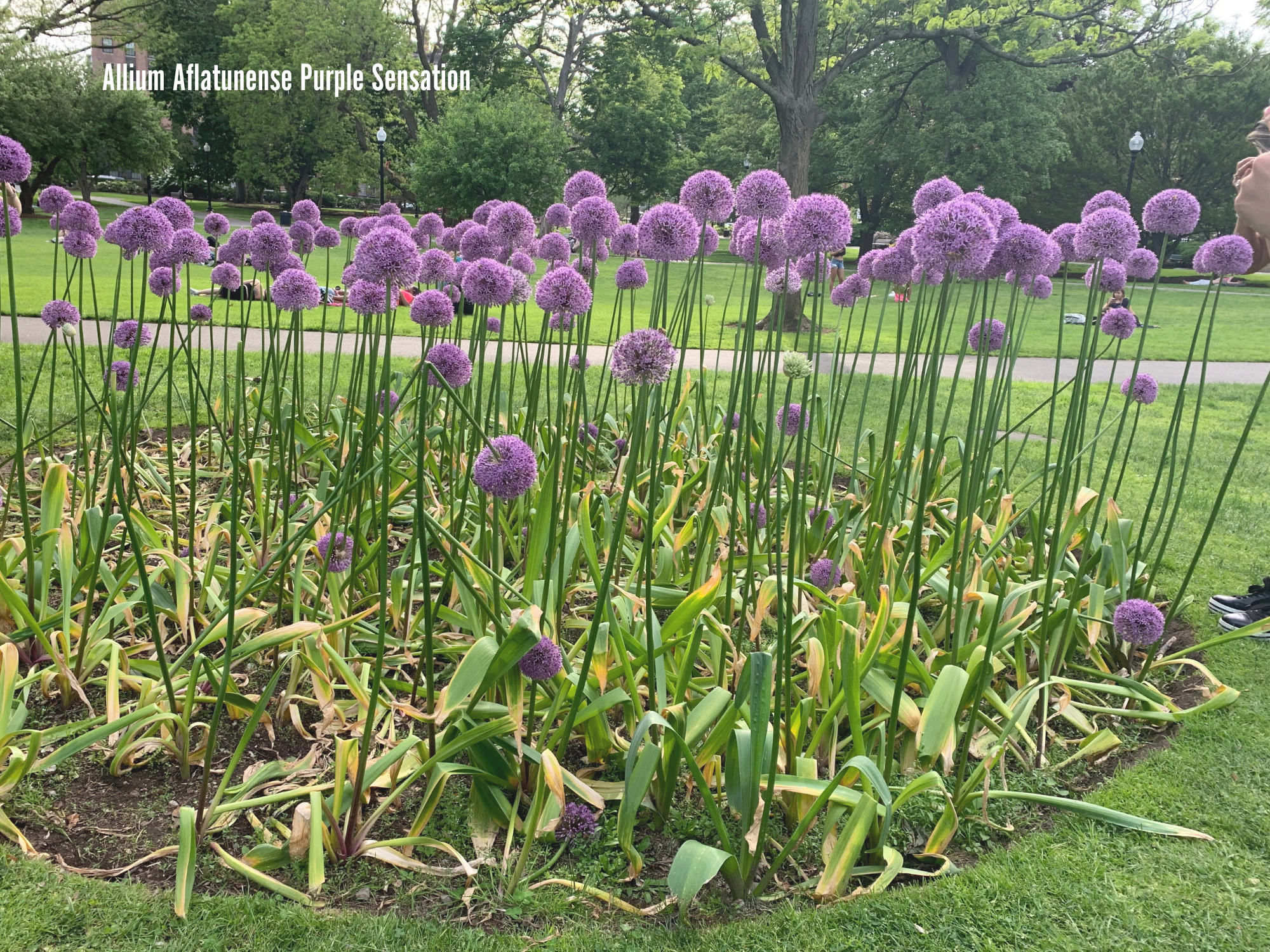 Allium Aflatunense Purple Sensation 2.png