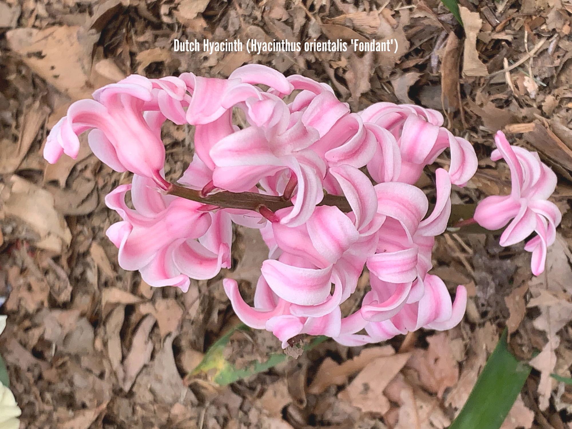 Dutch Hyacinth (Hyacinthus orientalis 'Fondant').png