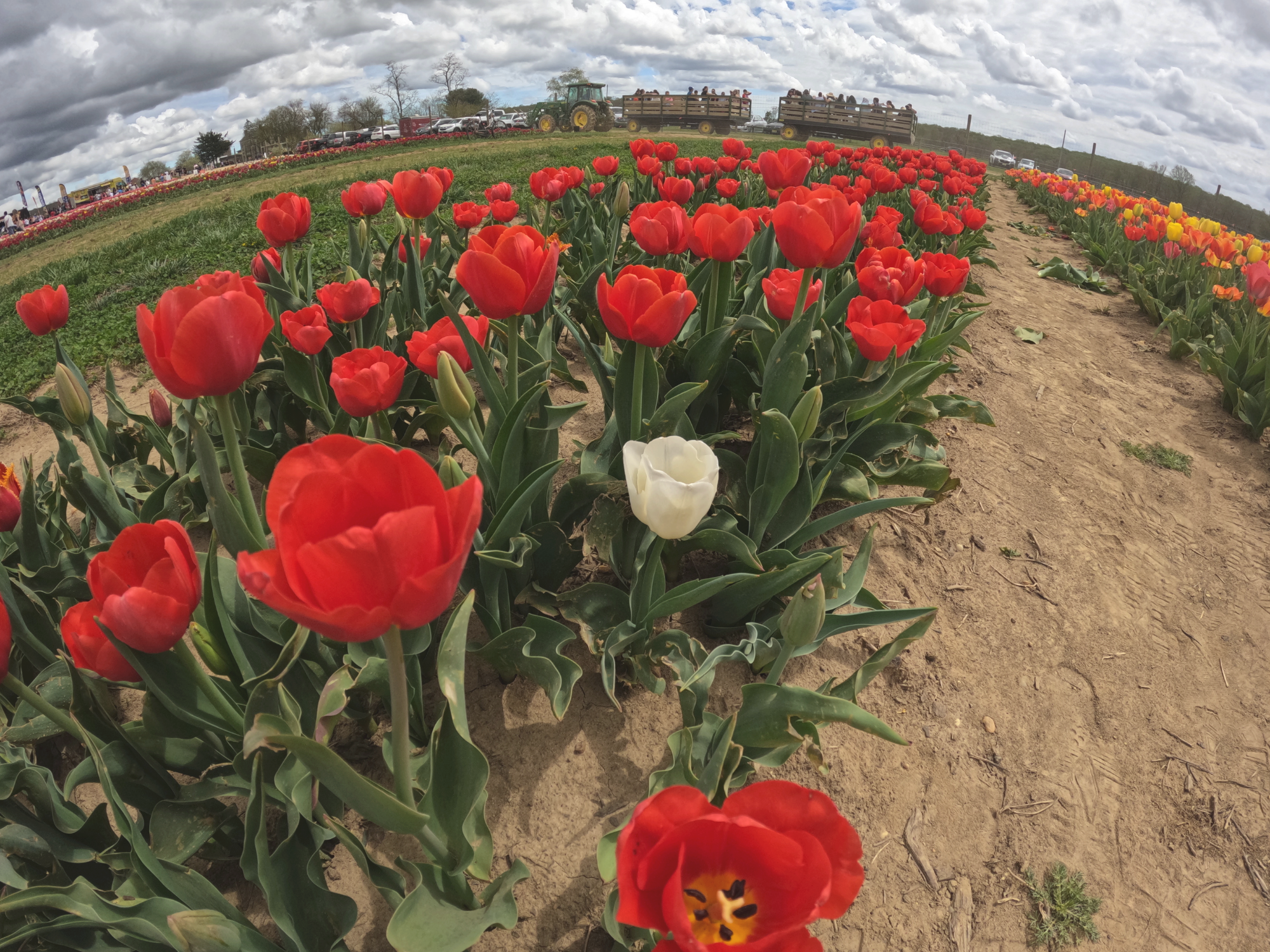 Tulip 19.png