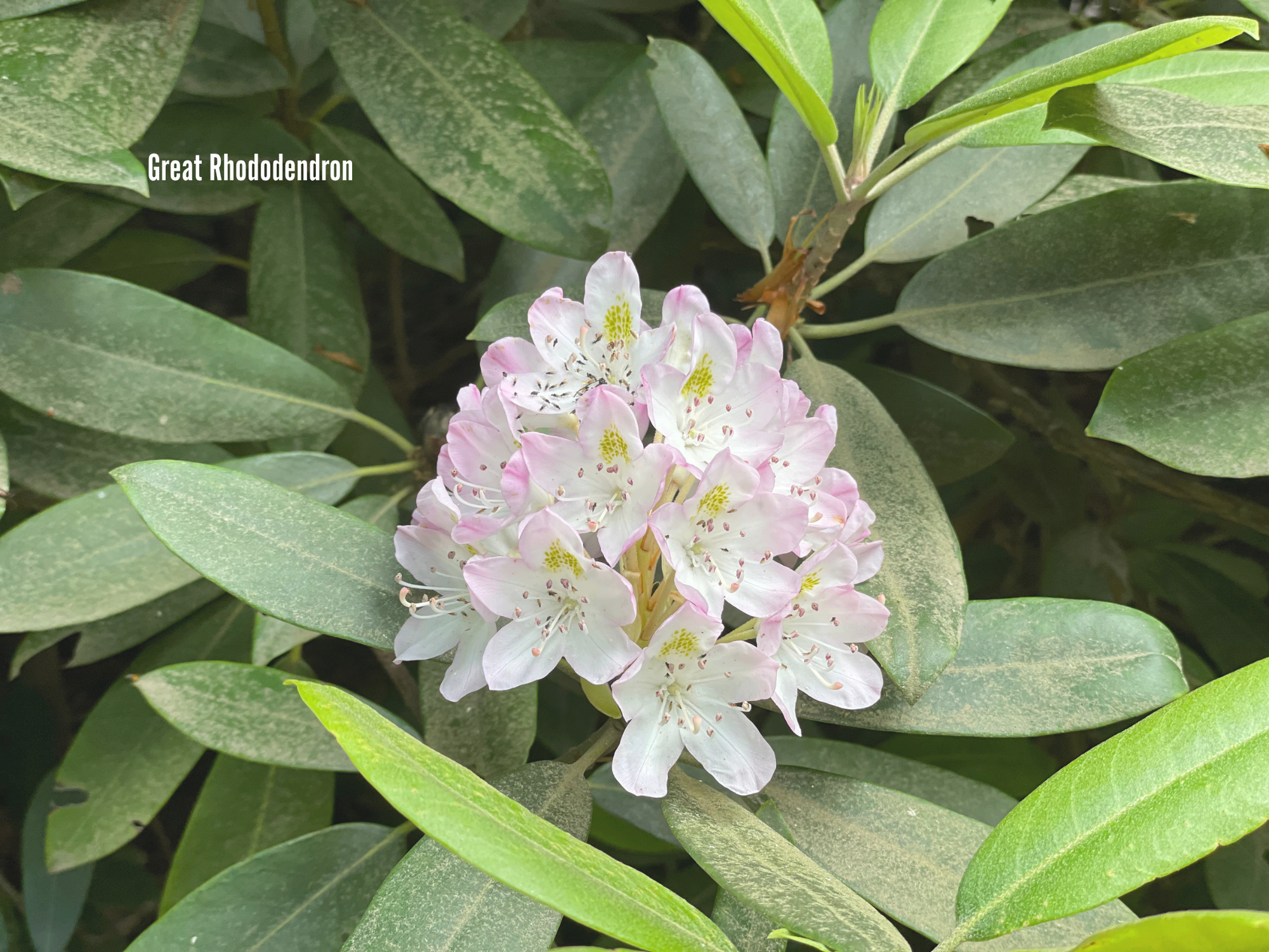 Great Rhododendron 3.png