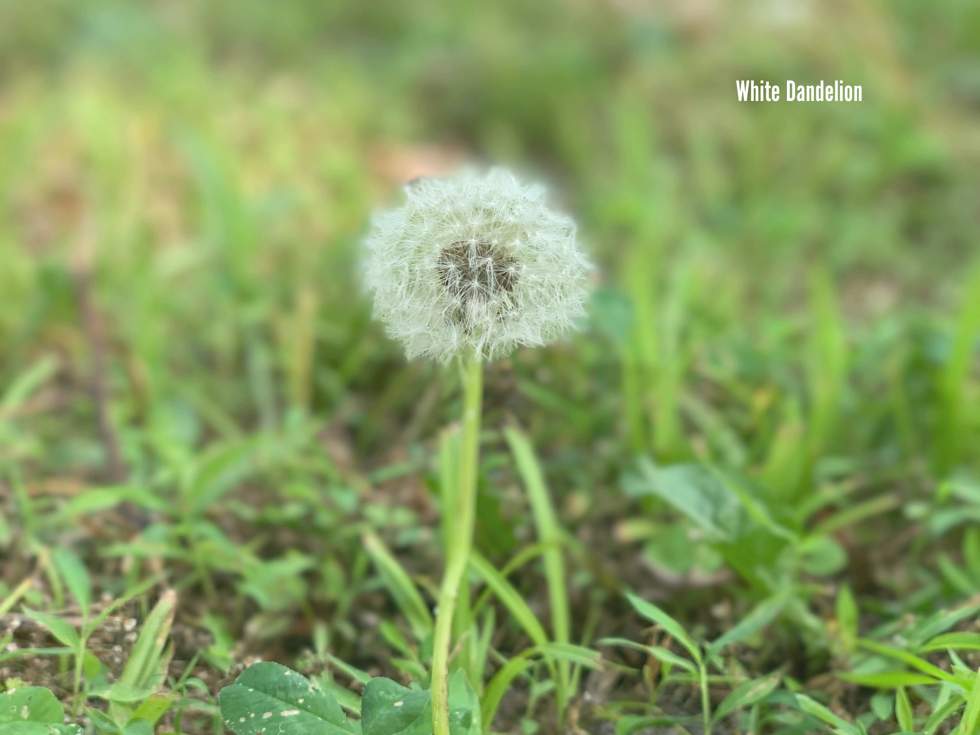 Dandelion 3.png