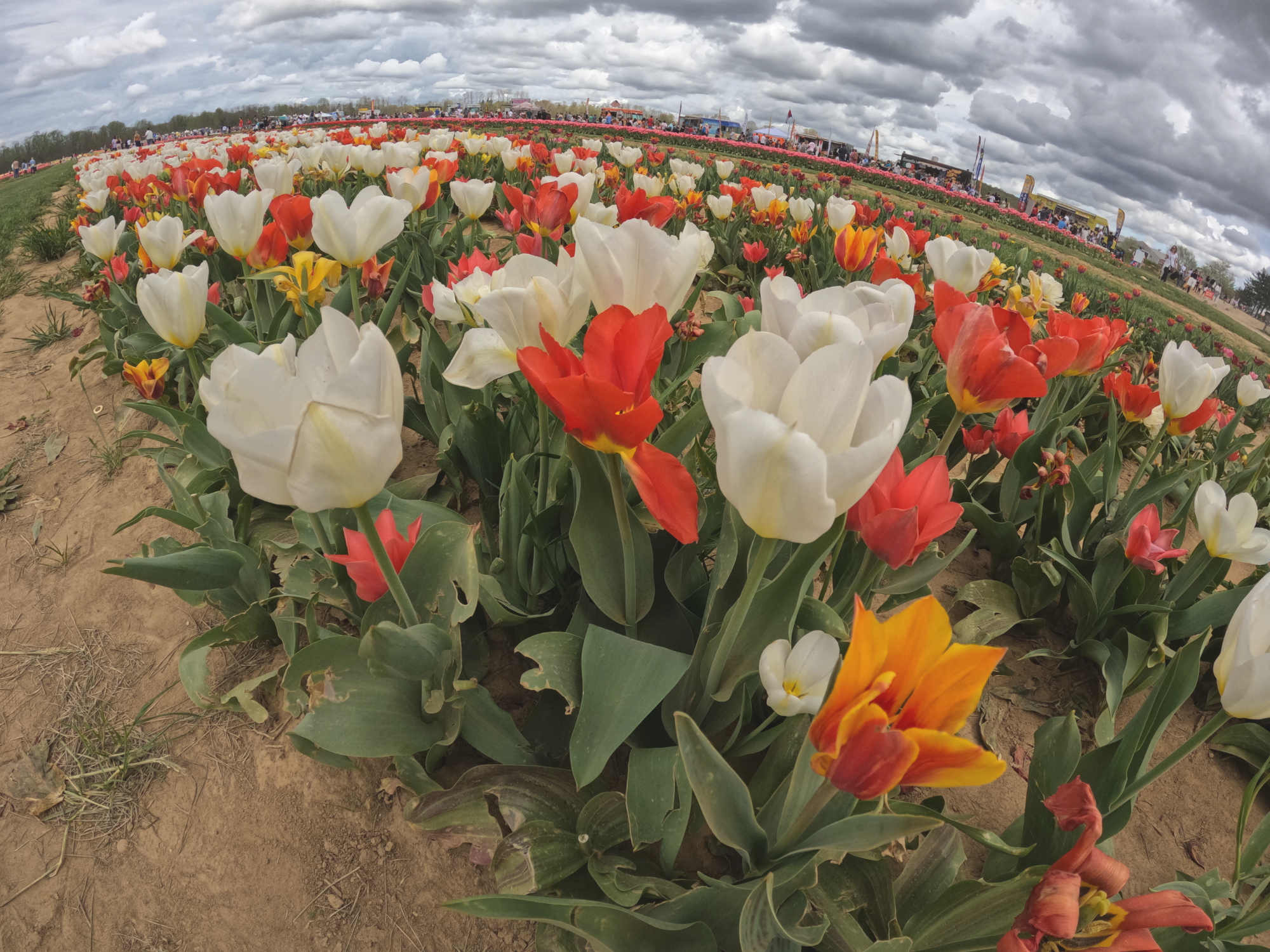 Tulip 20.png