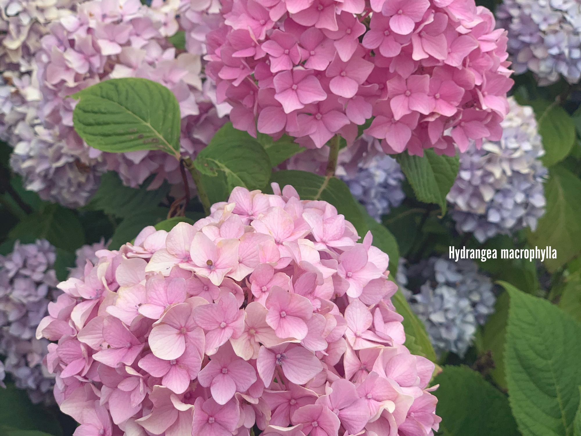 Hydrangea Macrophylla.png
