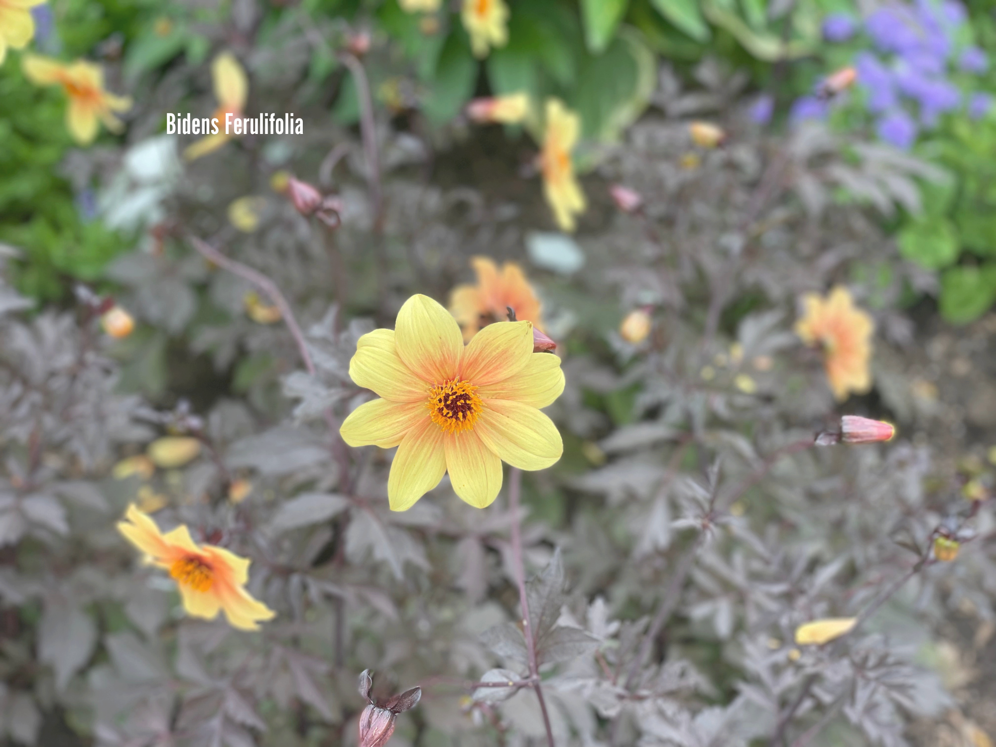 Bidens Ferulifolia.png