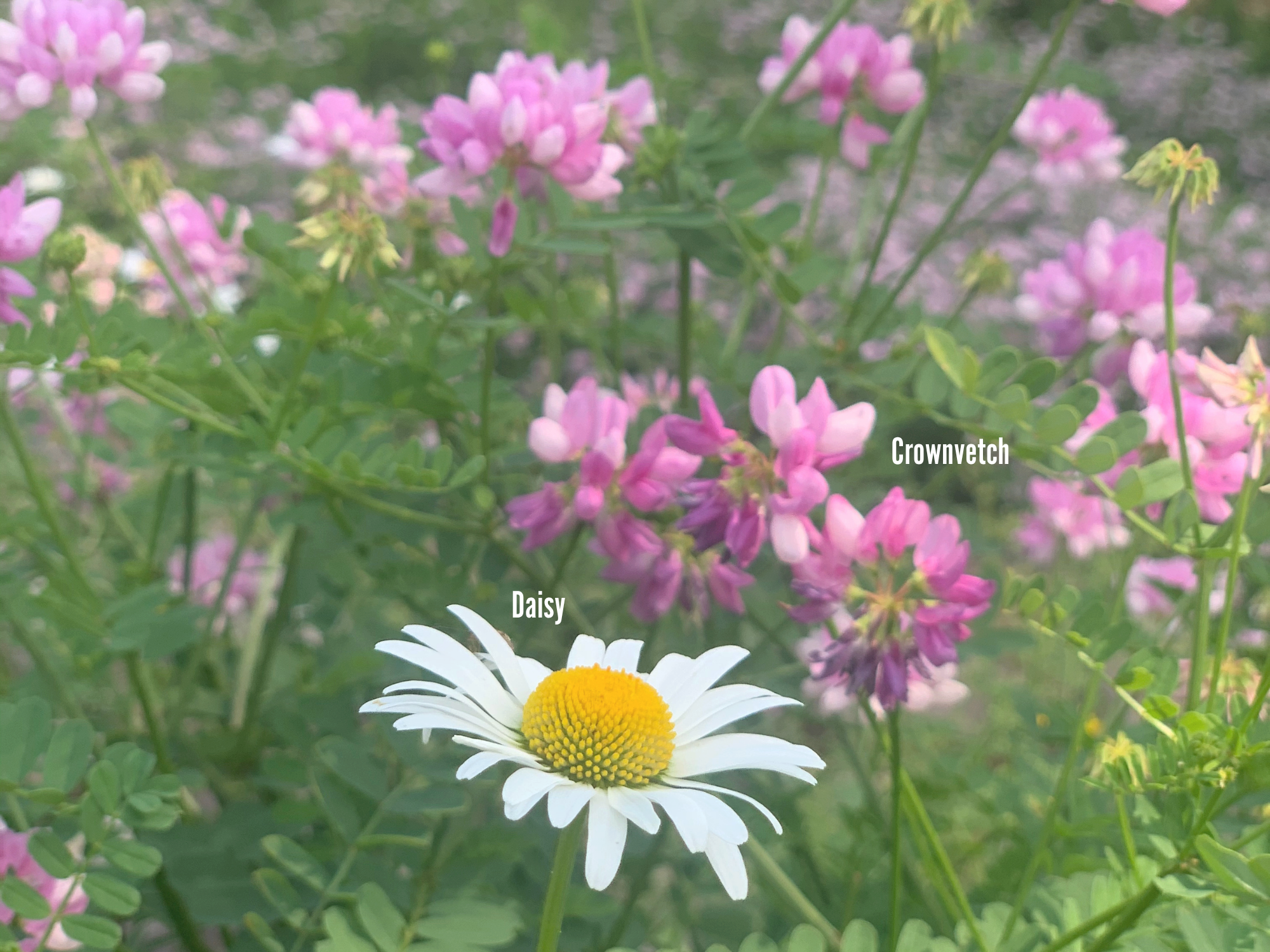 Daisy & Crownvetch.png