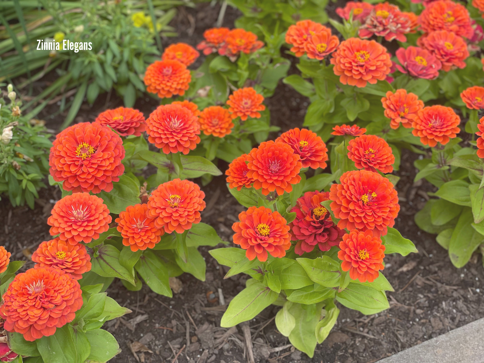 Zinnia Elegans (2).png