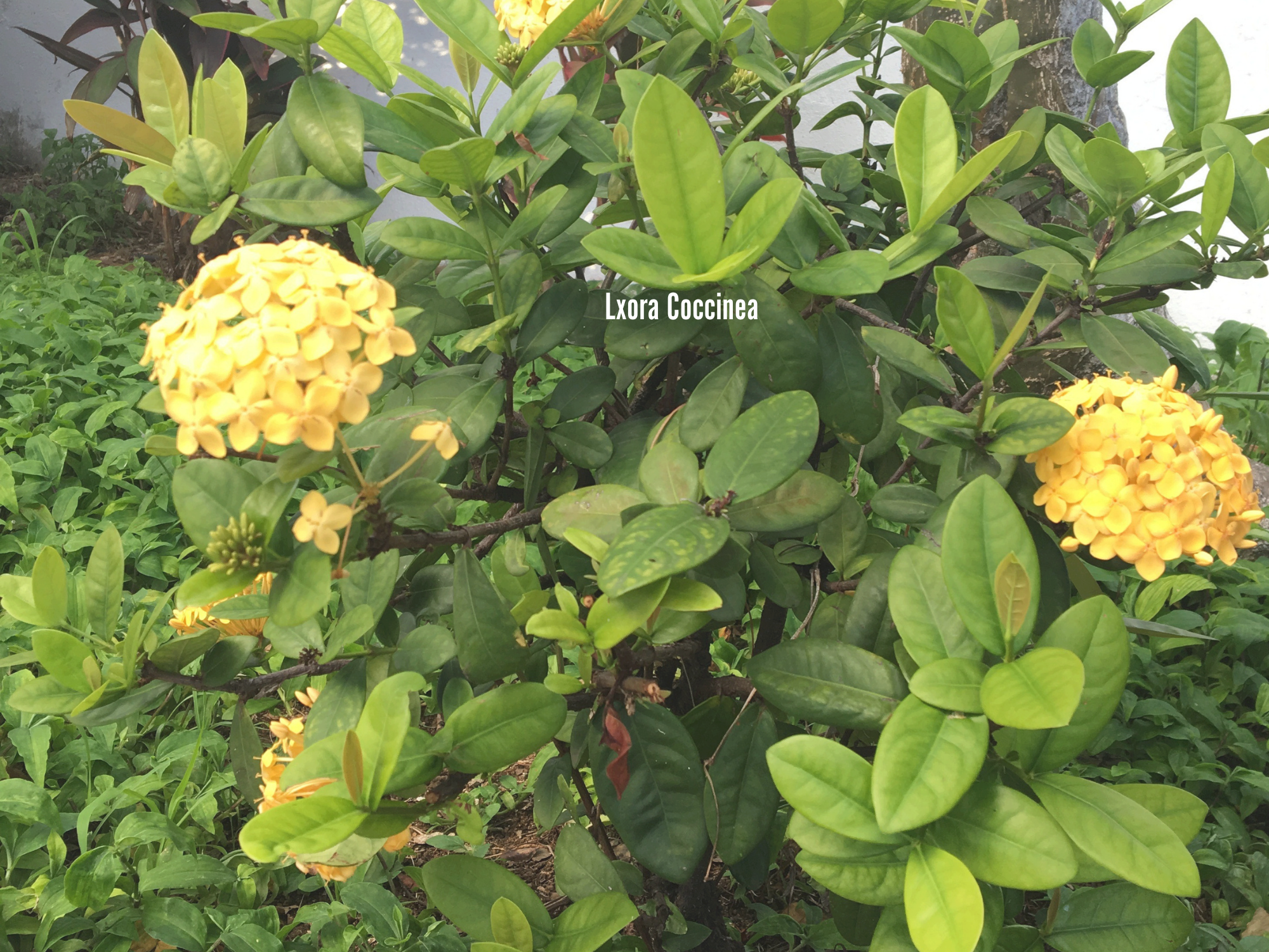 Lxora Coccinea 2.png