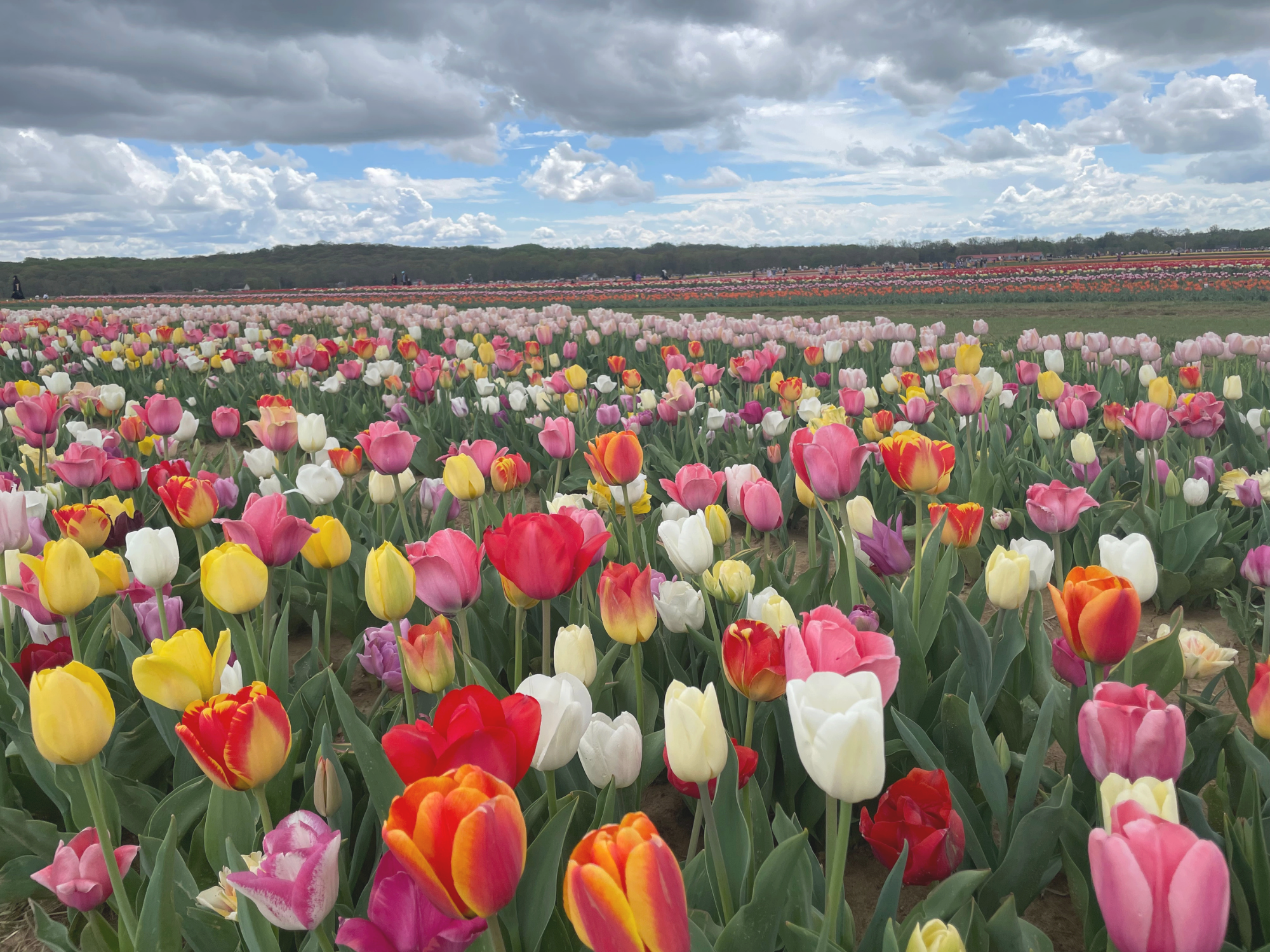 Tulip 10.png