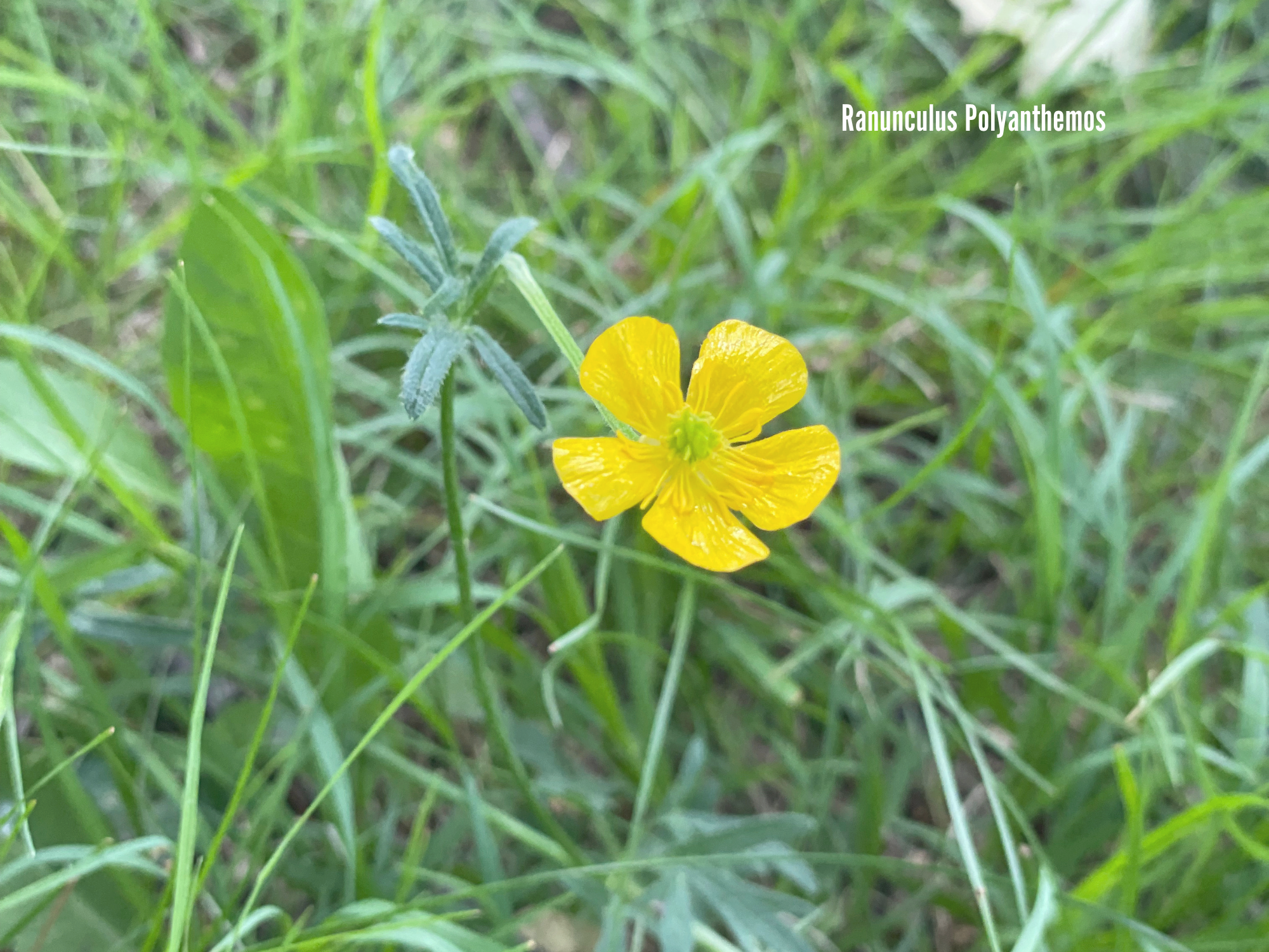 Ranunculus Polyanthemos.png