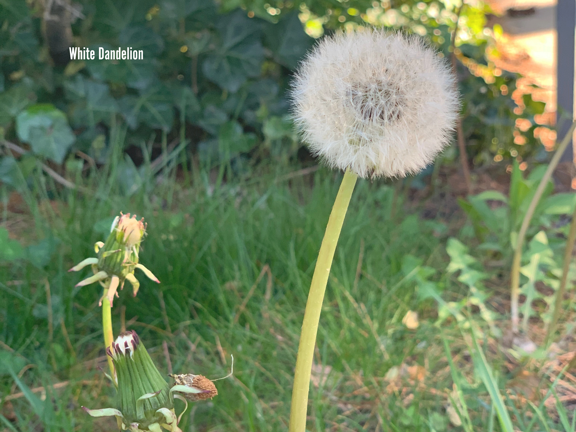Dandelion 2.png