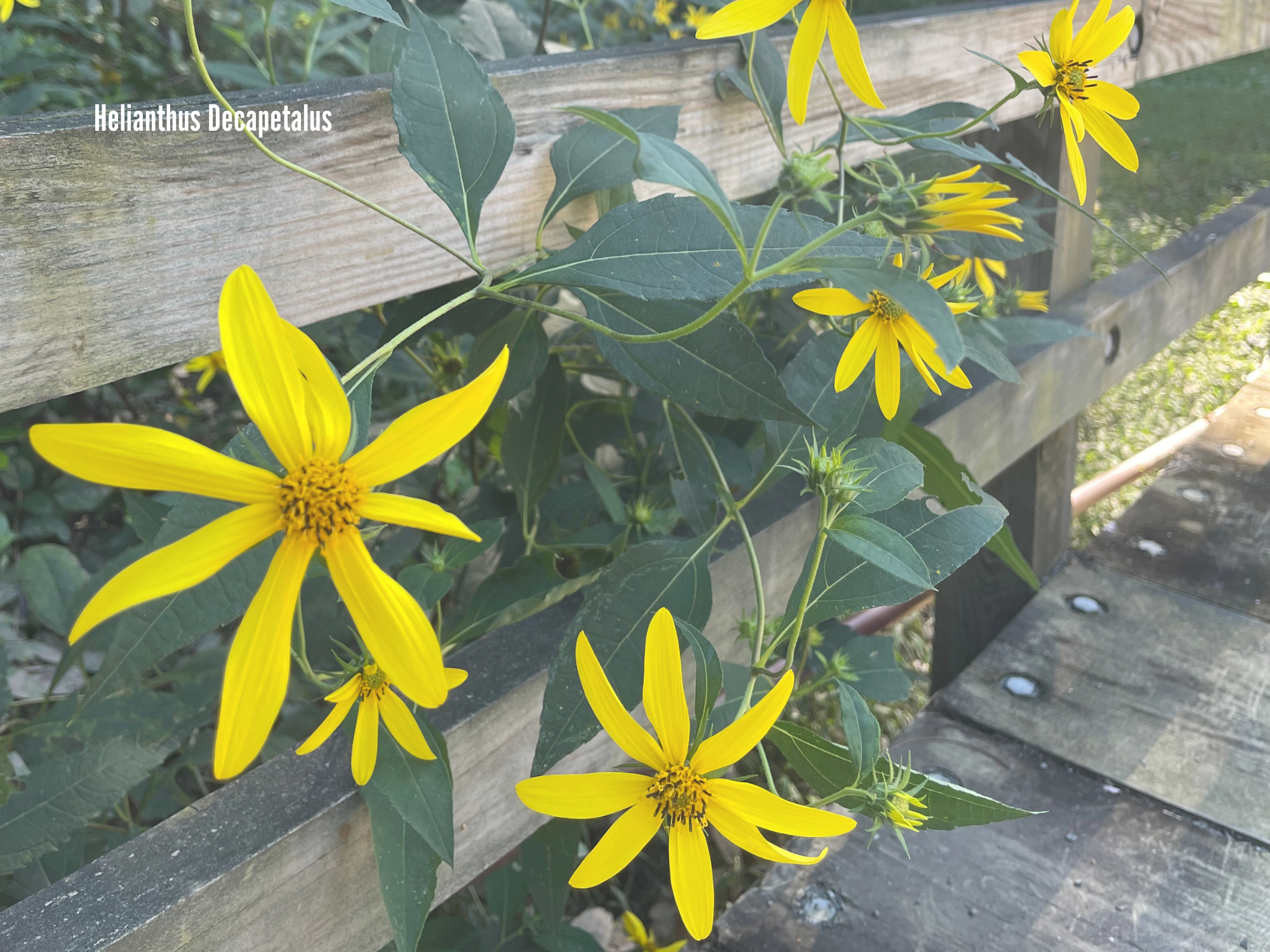 Helianthus Decapetalus 2.png