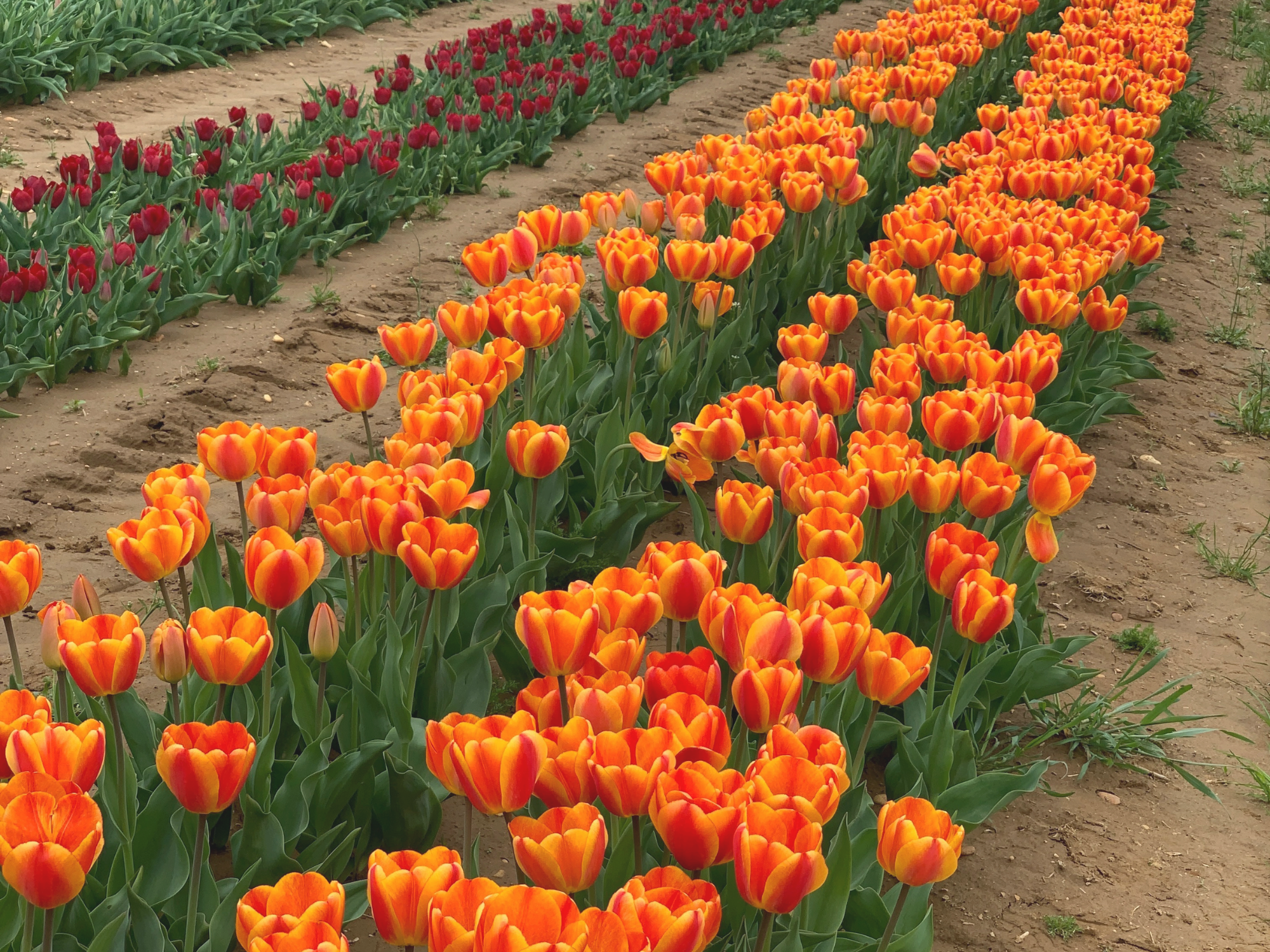 Tulip 31.png