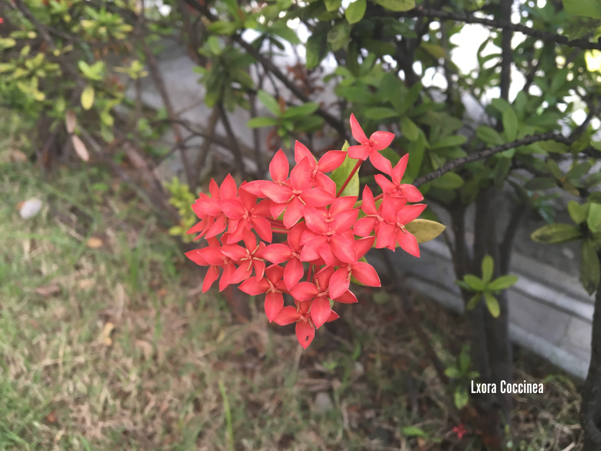 Lxora Coccinea.png