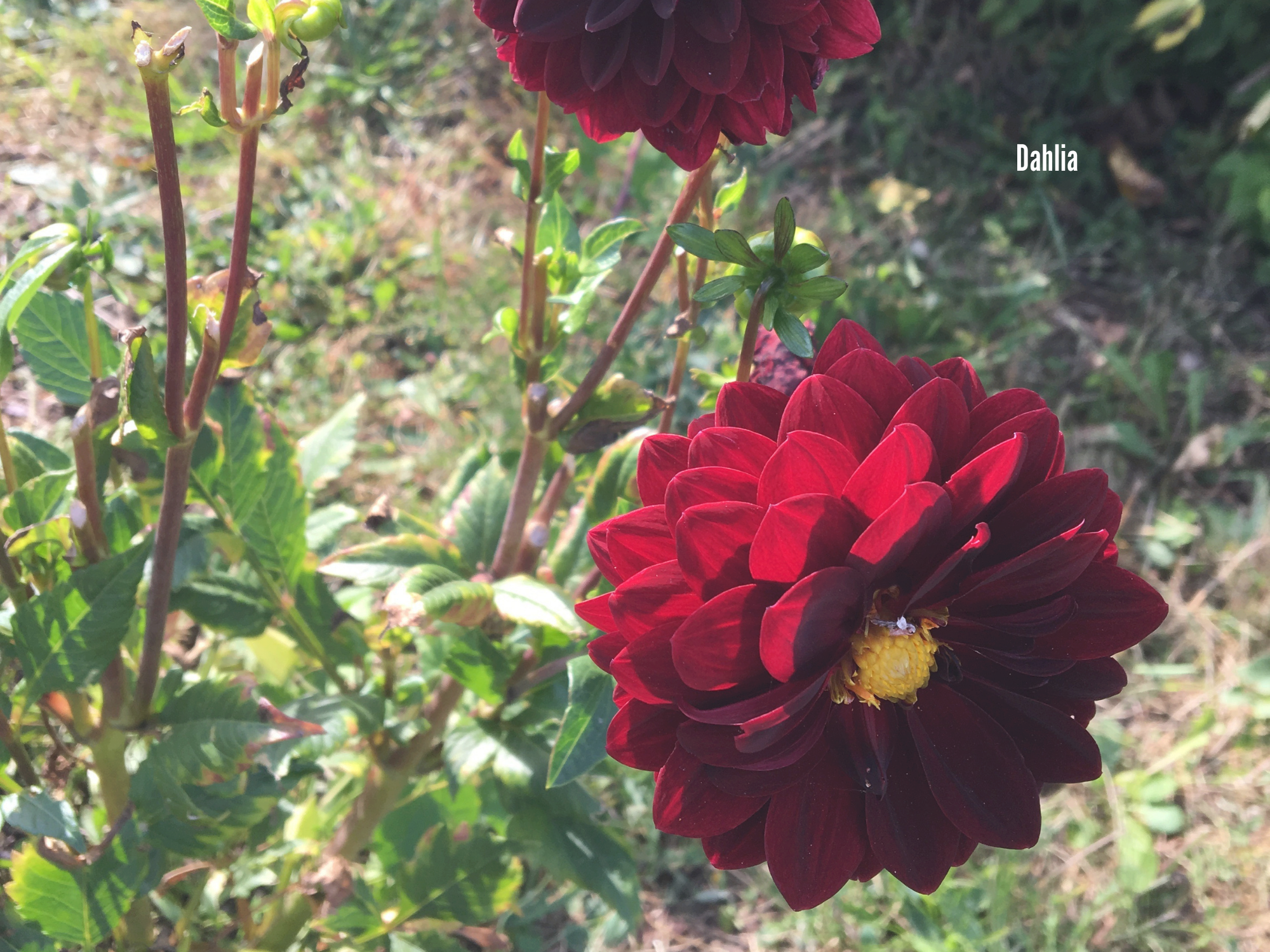 Dahlia.png
