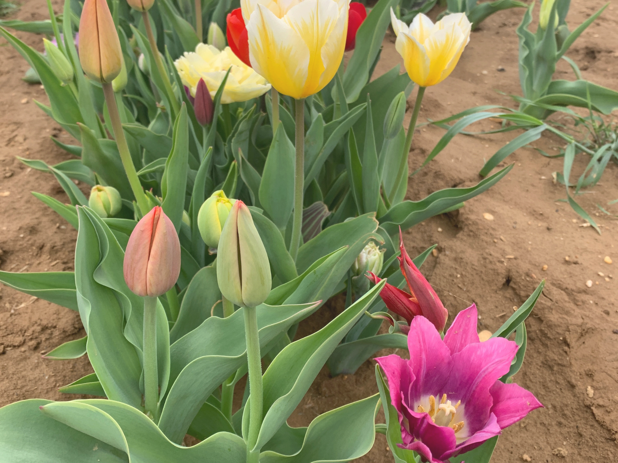 Tulip 33.png