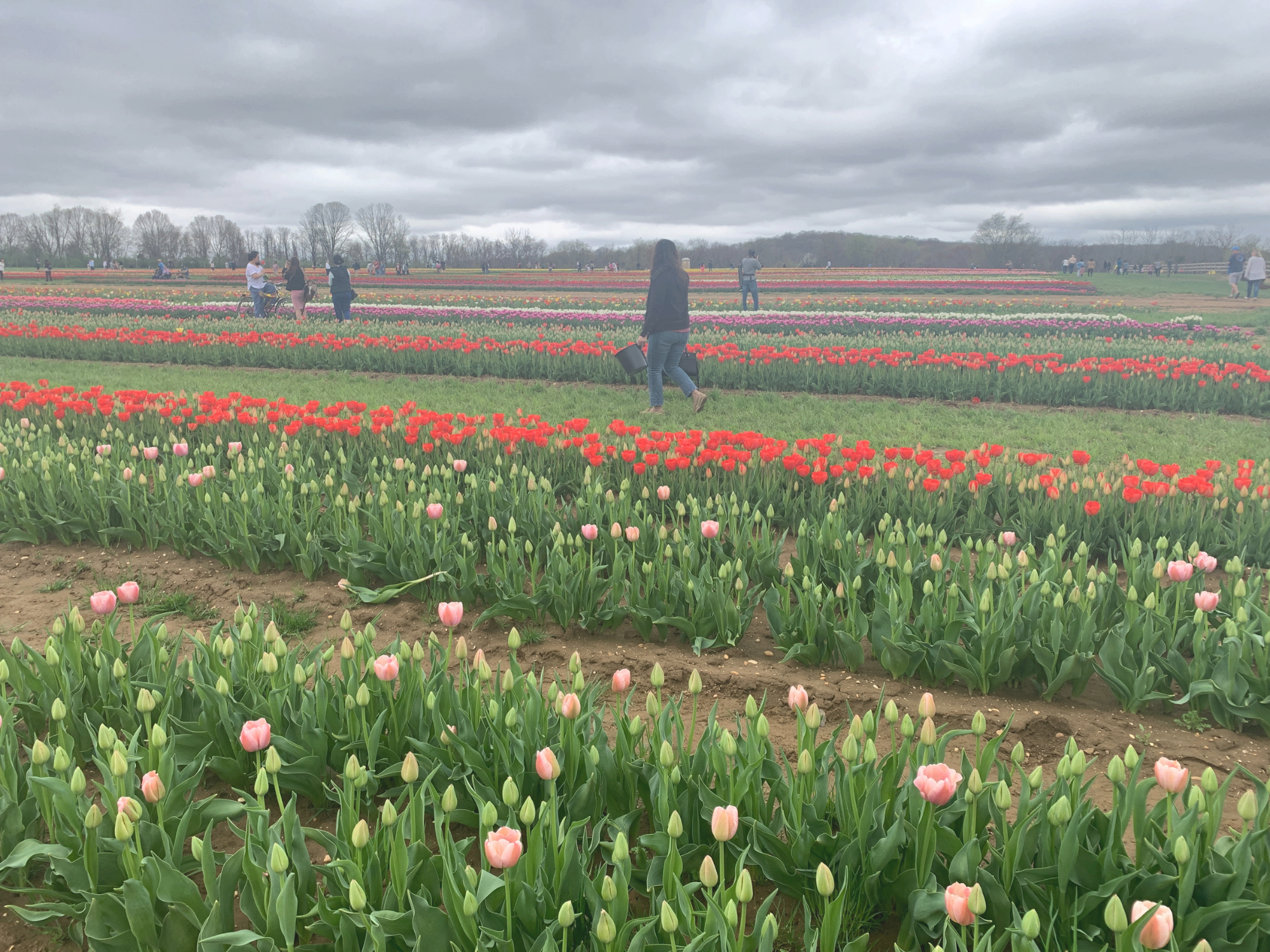 Tulip 38.png