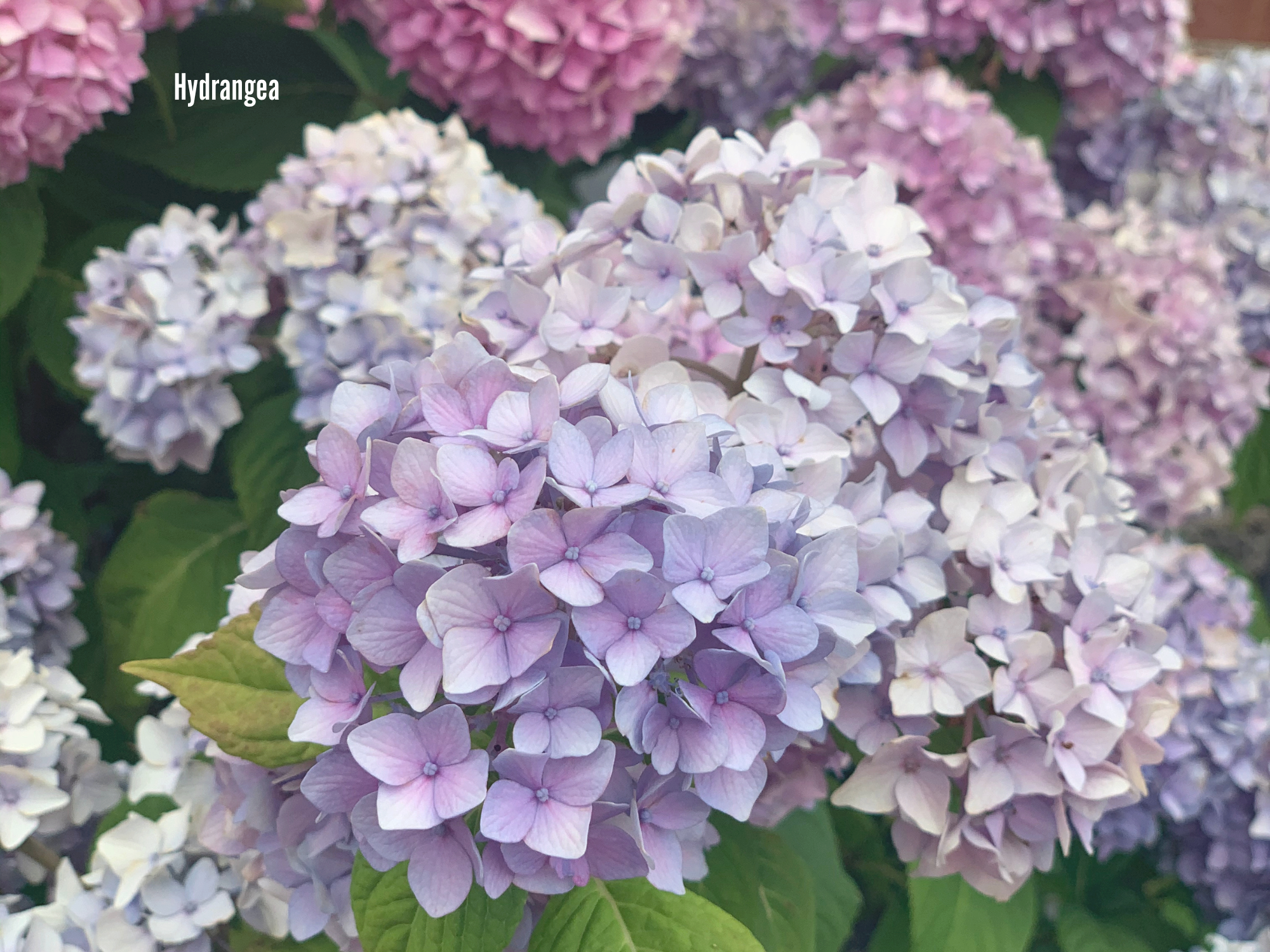 Hydrangea.png