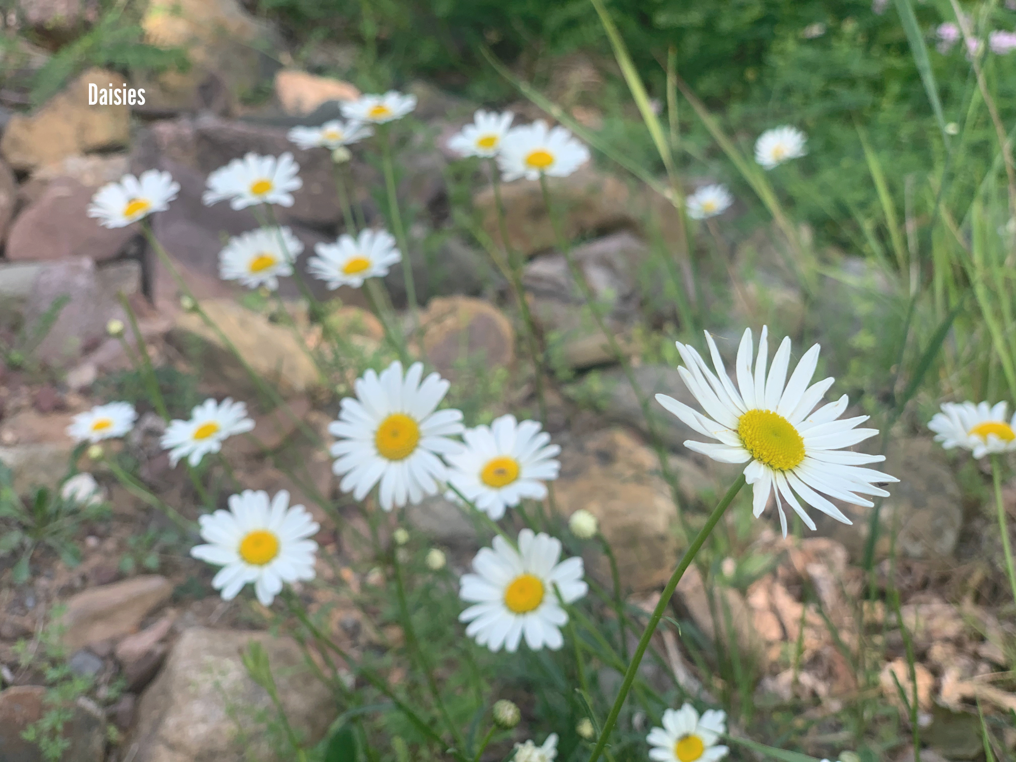 Daisy.png